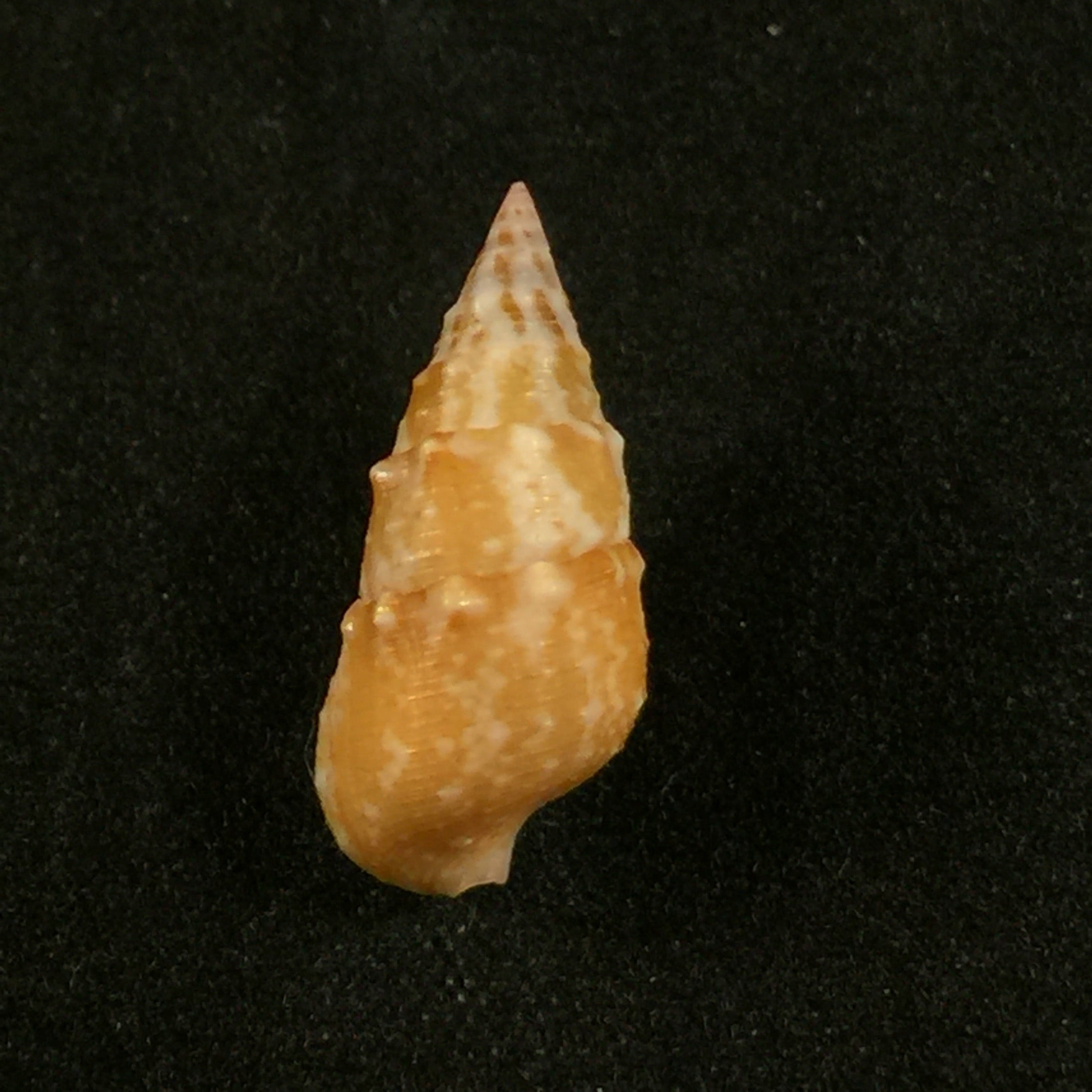 Cerithium bayeri (Petuch, 2001) - 18mm