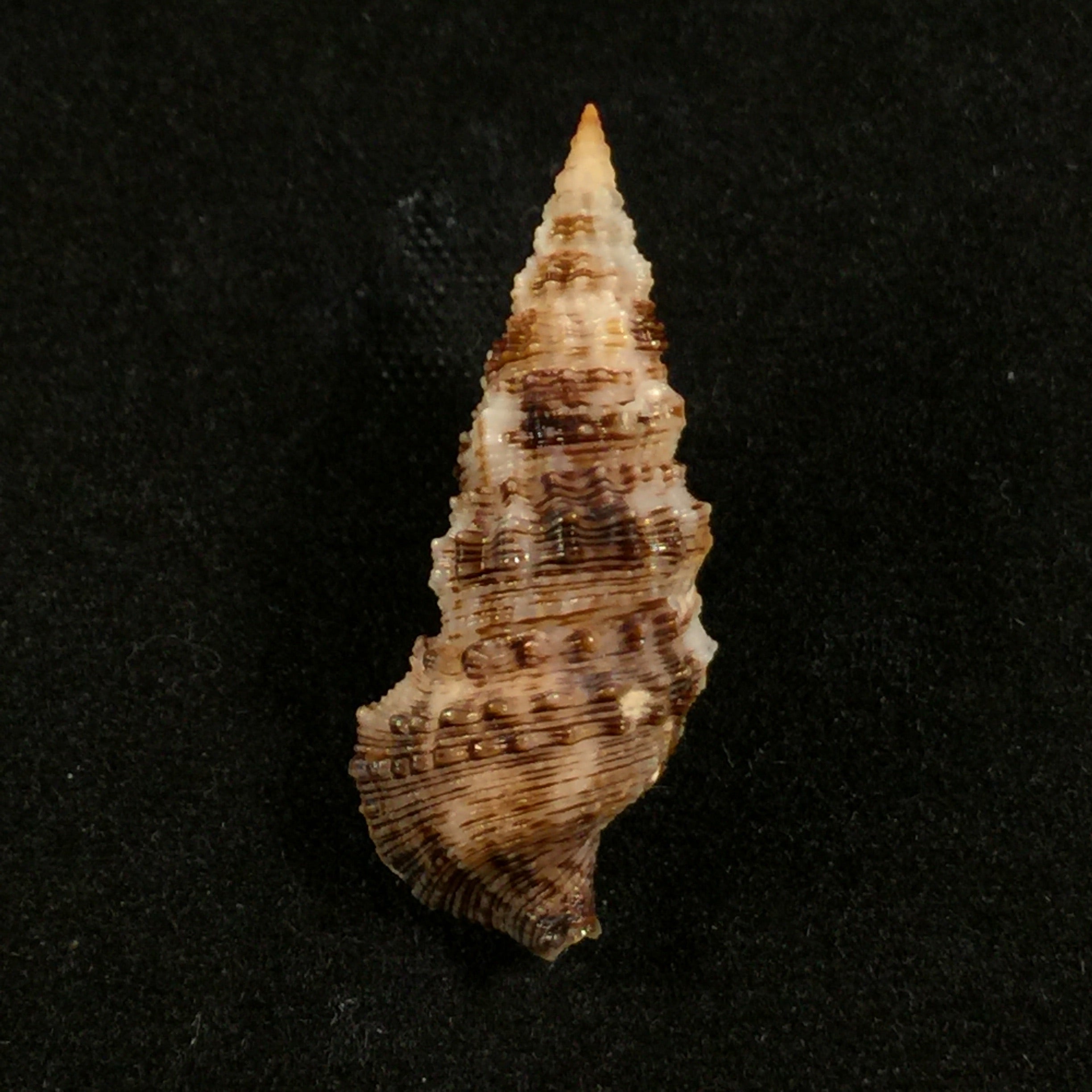 Cerithium atratum(出生于 1778 年) - 27,1mm