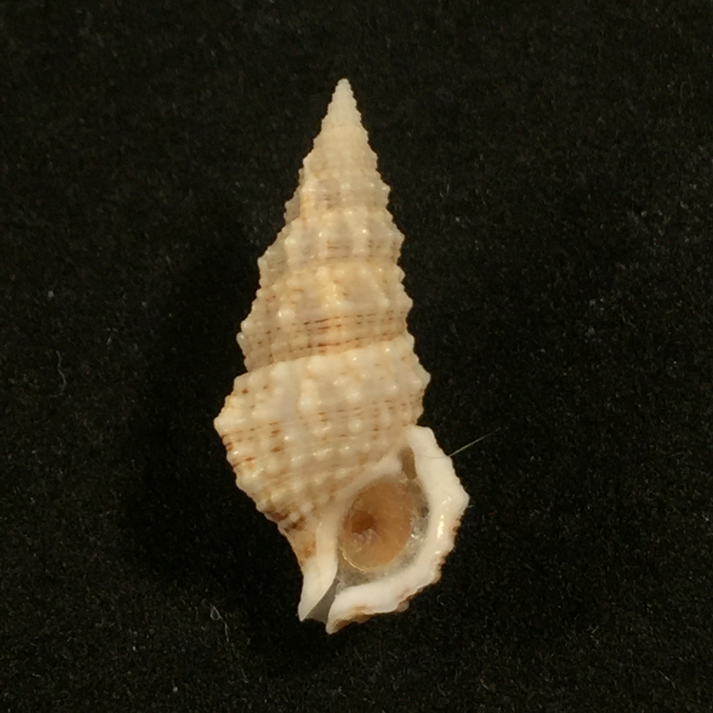Cerithium algicola CB Adams, 1845 - 21,8mm