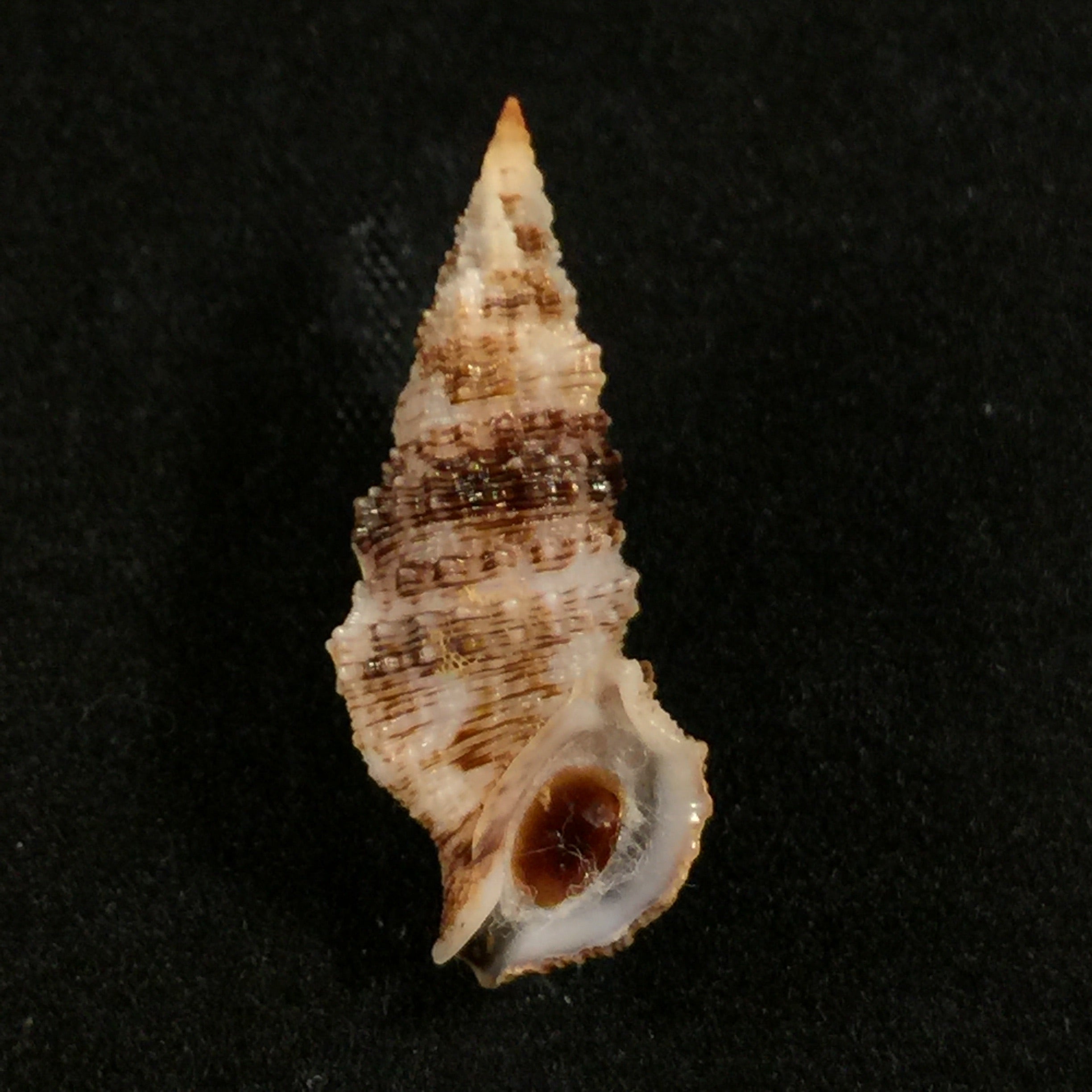 Cerithium atratum(出生于 1778 年) - 27,1mm
