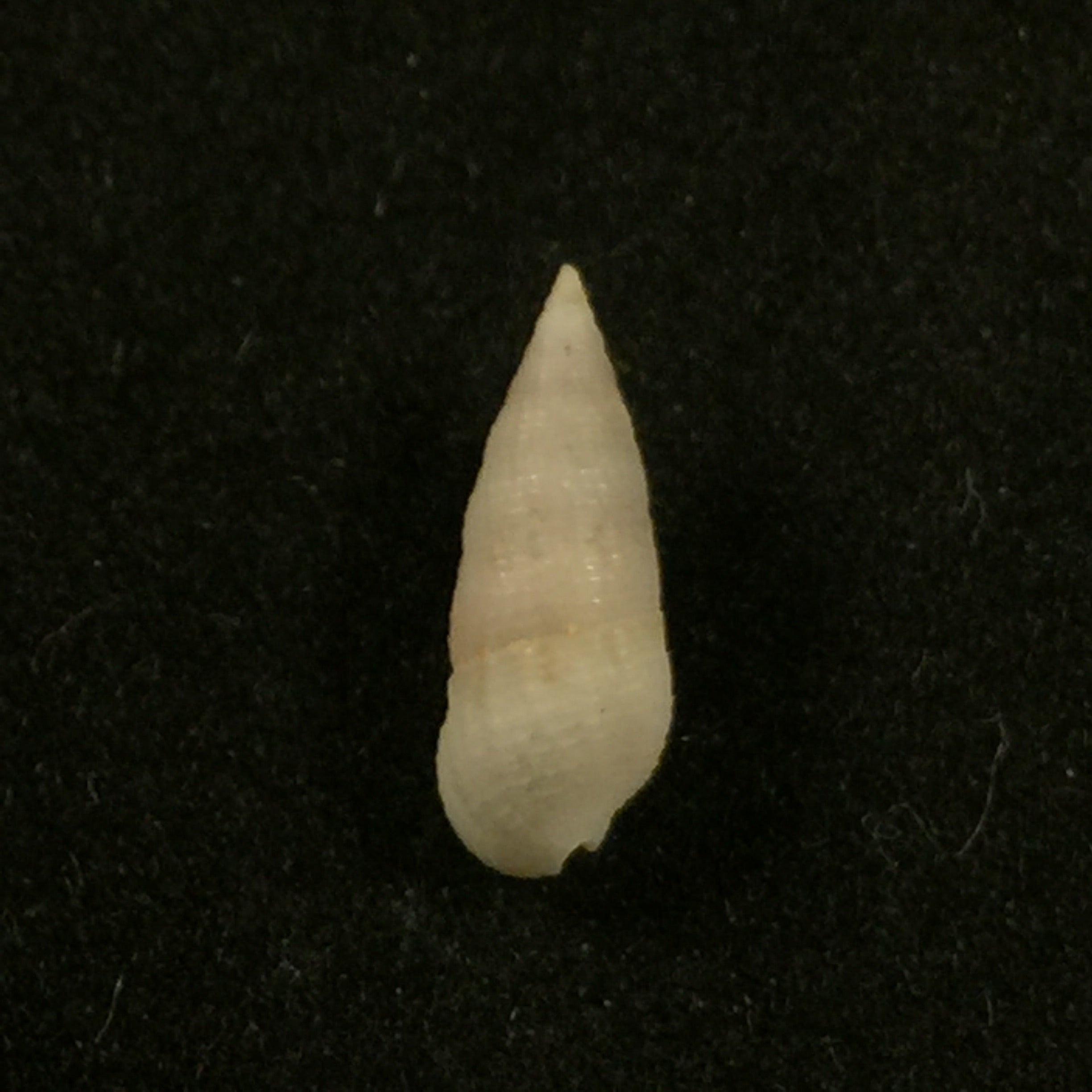 Cerithium nesioticum Pilsbry & Vanatta,1906 年 - 12 毫米