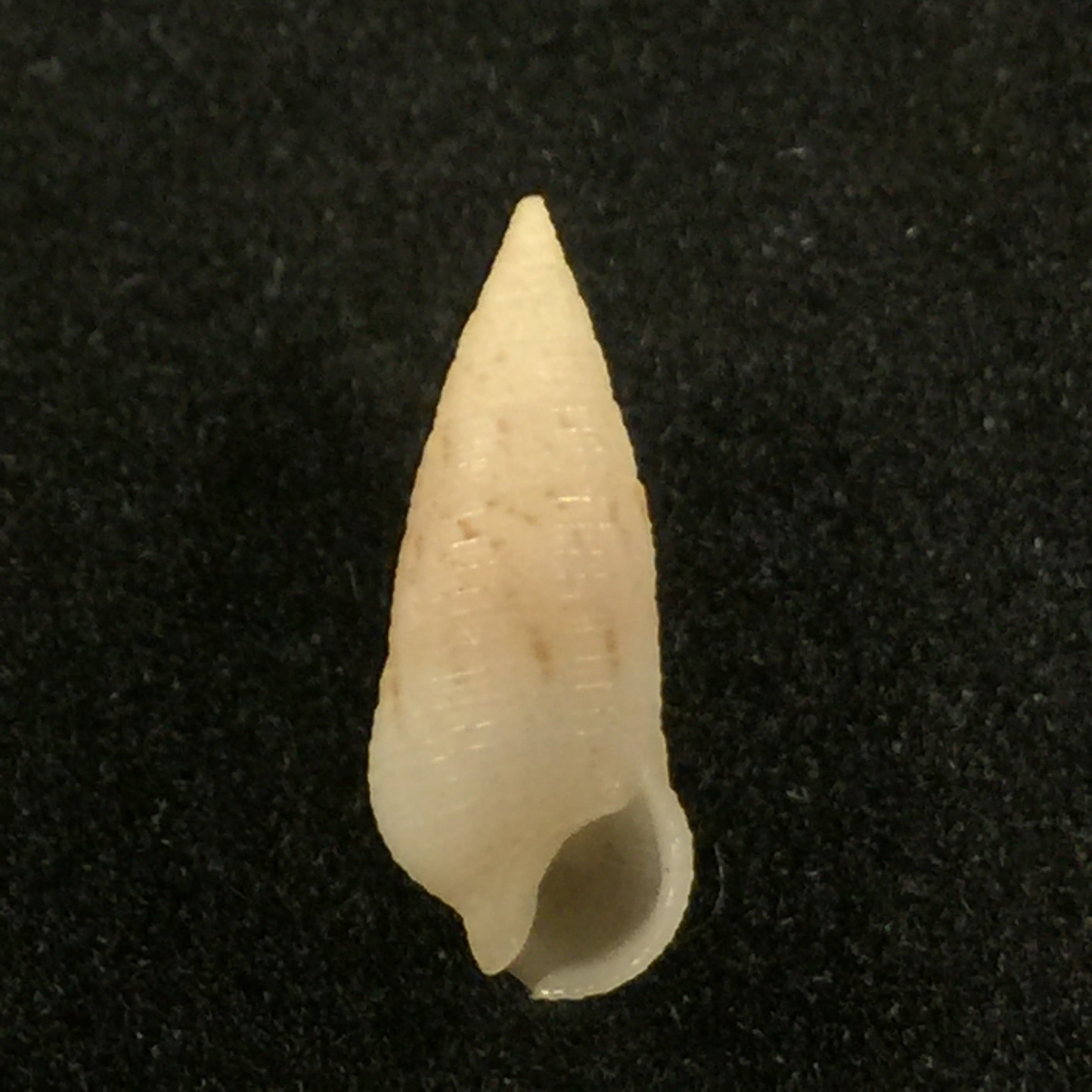 Cerithium nesioticum Pilsbry & Vanatta, 1906 - 12,4毫米