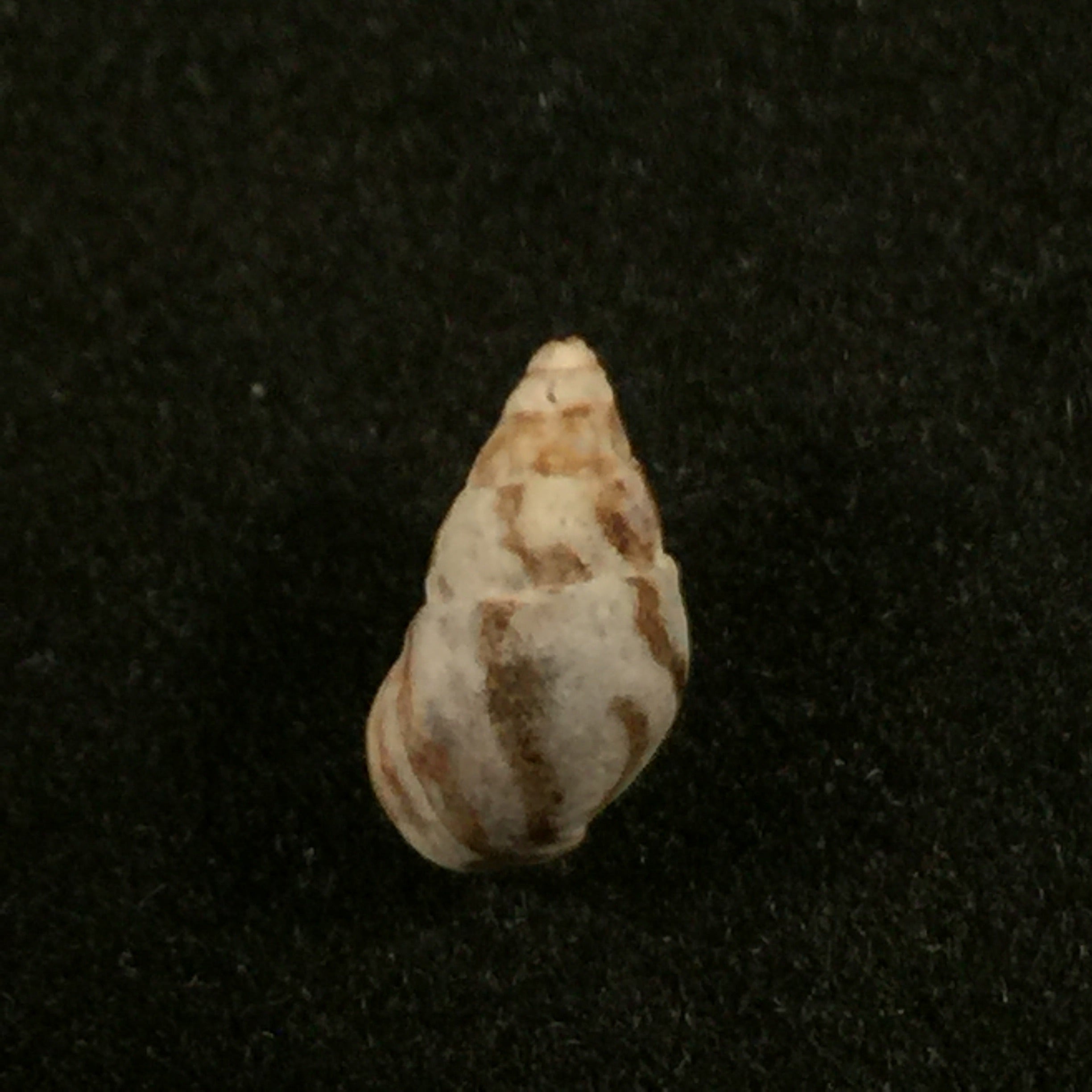 Cerithium biminiense Pilsbry & Mc Ginty, 1949 - 8,4mm