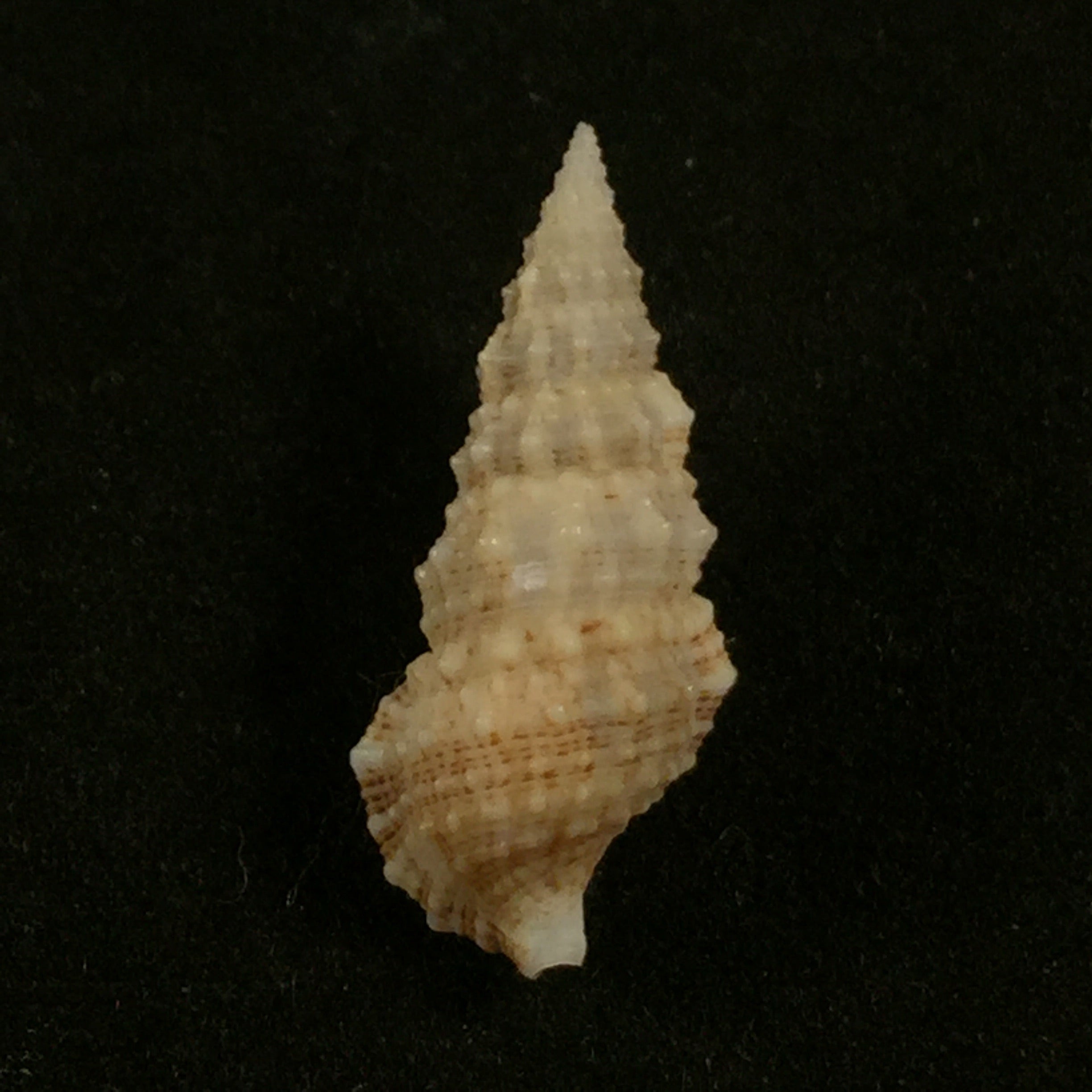 Cerithium algicola CB Adams, 1845 - 21,8mm