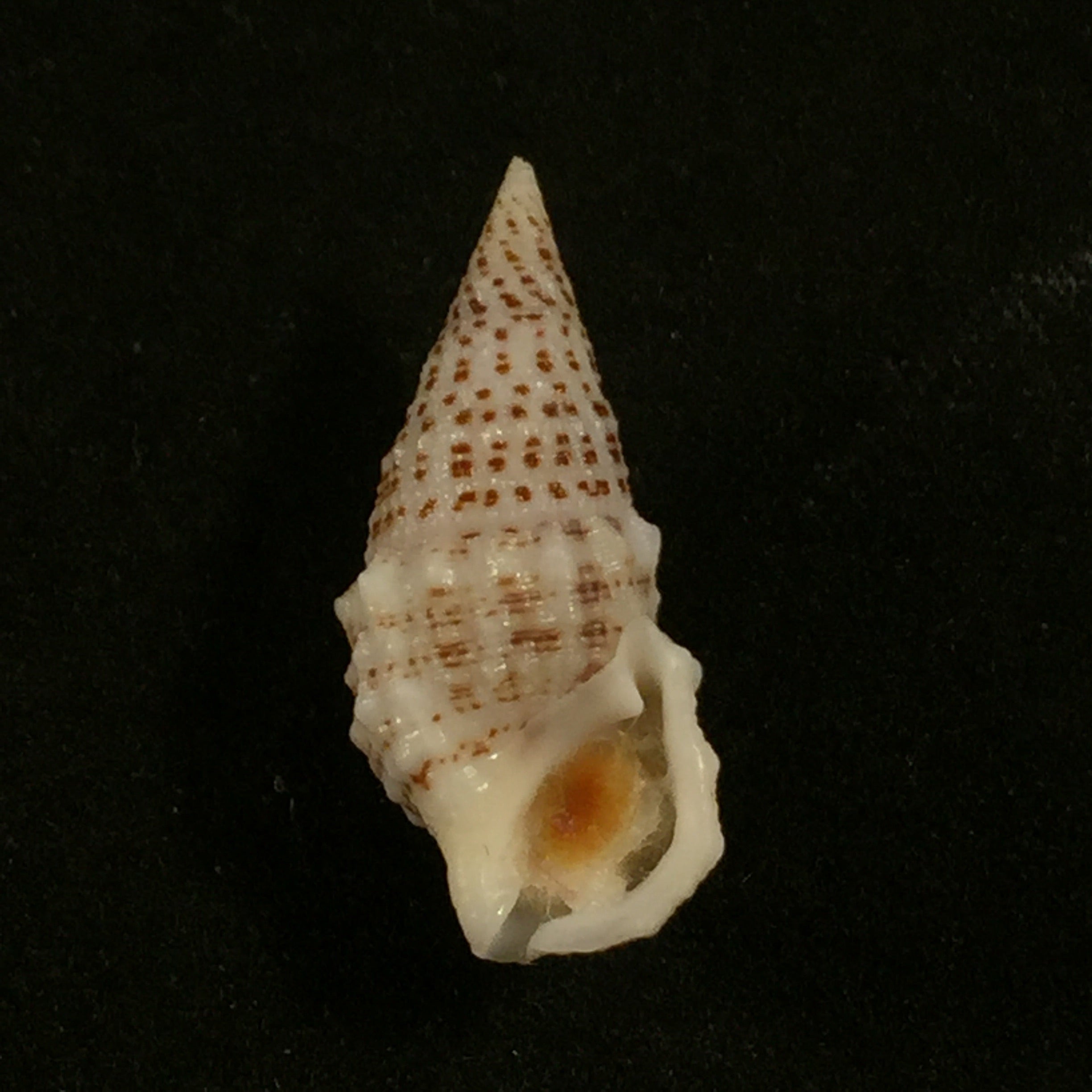 Cerithium litteratum 生于1778年 - 24,6毫米