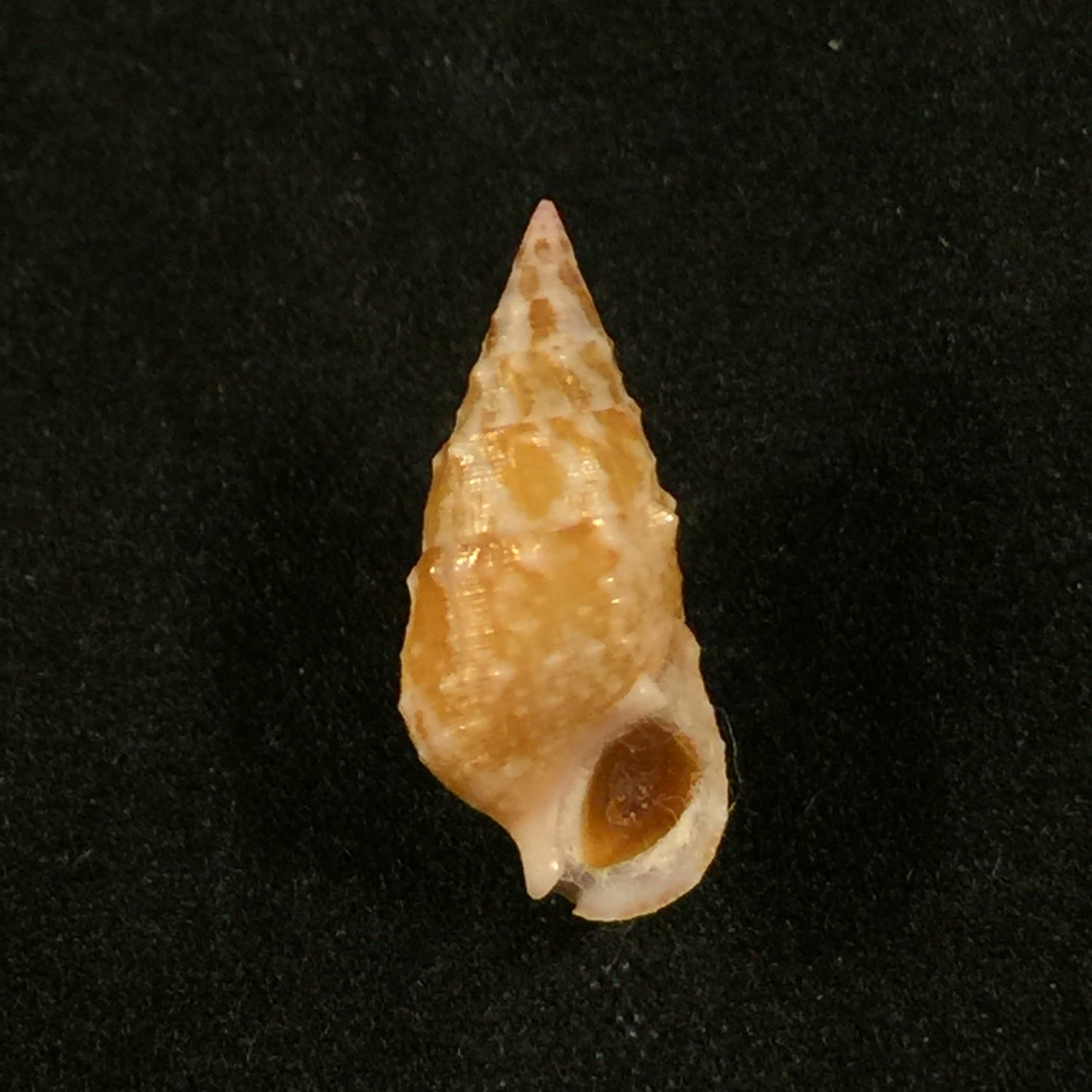 Cerithium bayeri (Petuch, 2001) - 18mm