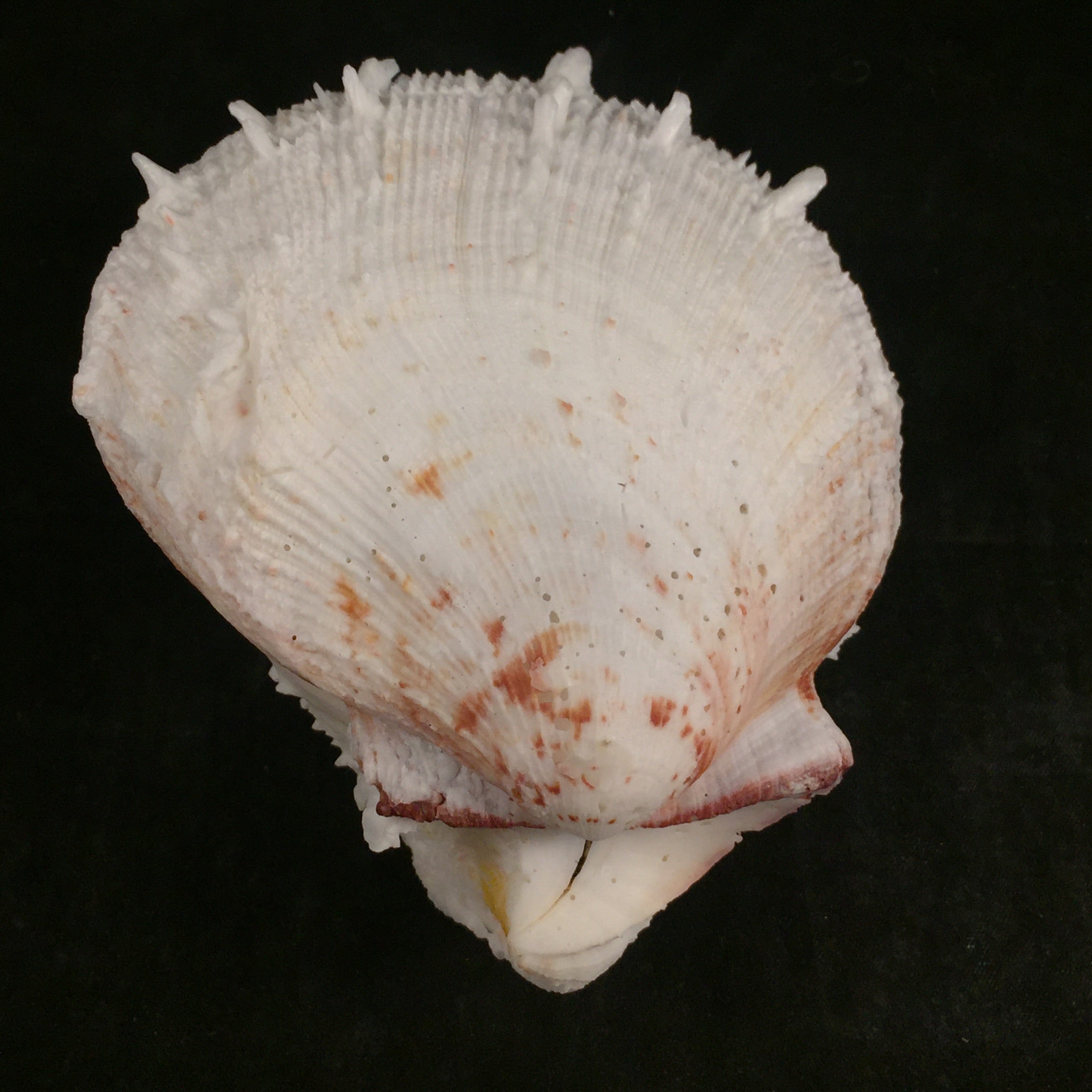Spondylus ictericus Reeve, 1856 - 102毫米