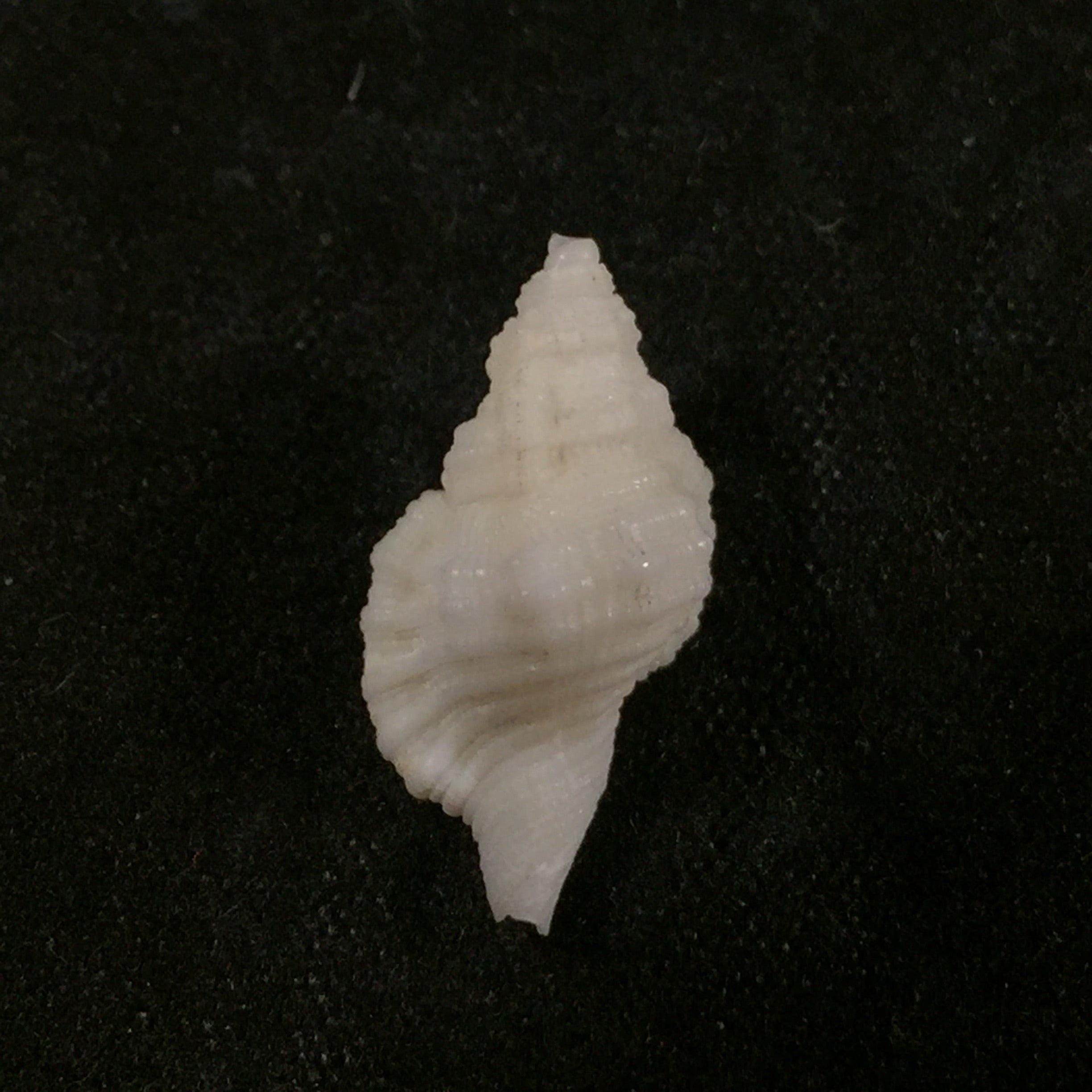 Cymatium mundum 古尔德, 1849 - 17,8mm