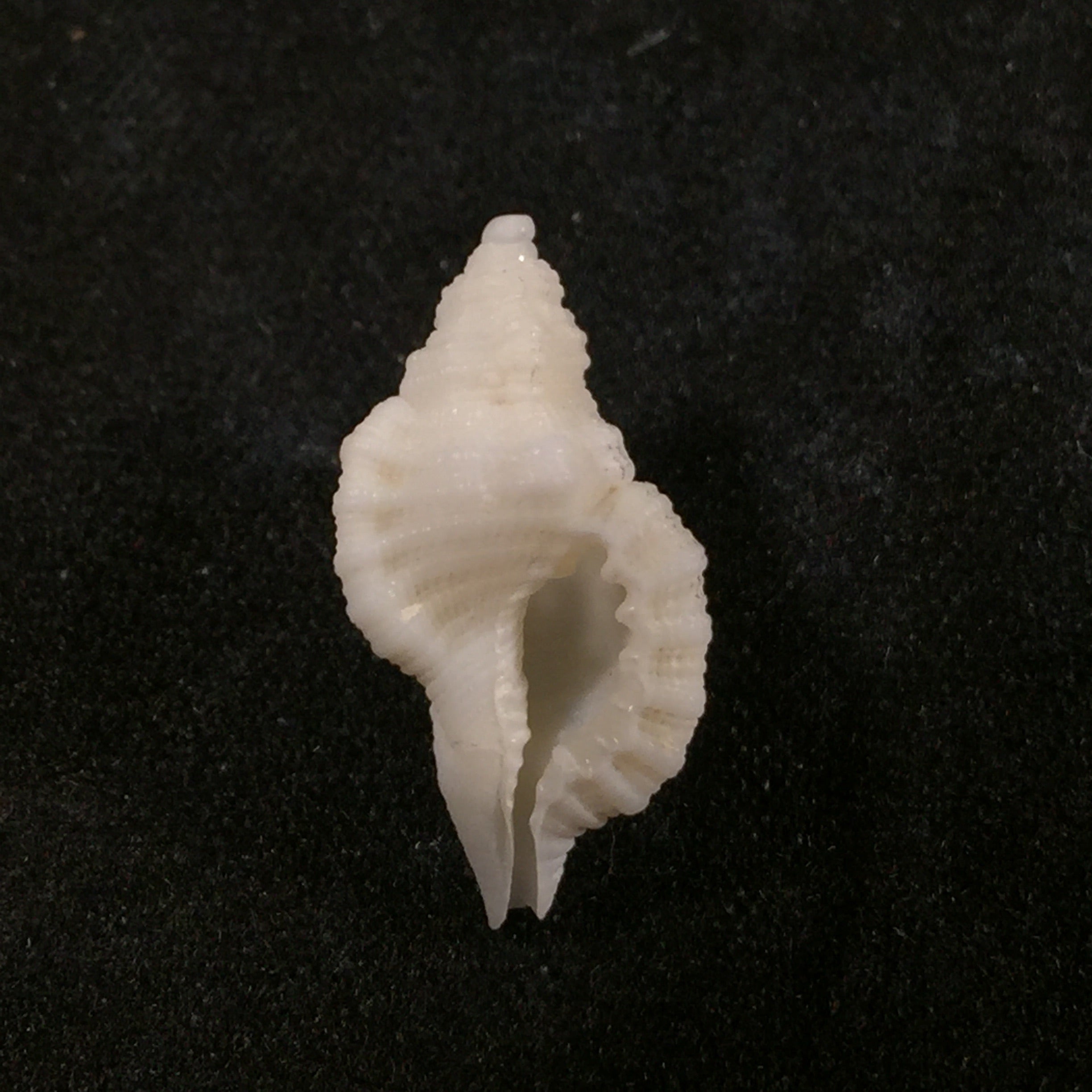 Cymatium mundum 古尔德, 1849 - 17,8mm
