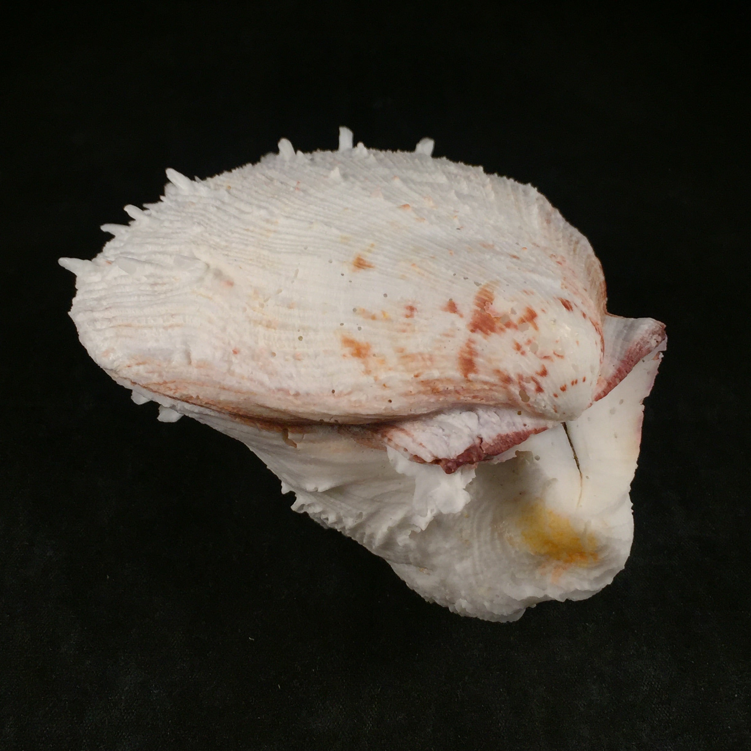 Spondylus ictericus Reeve, 1856 - 102毫米