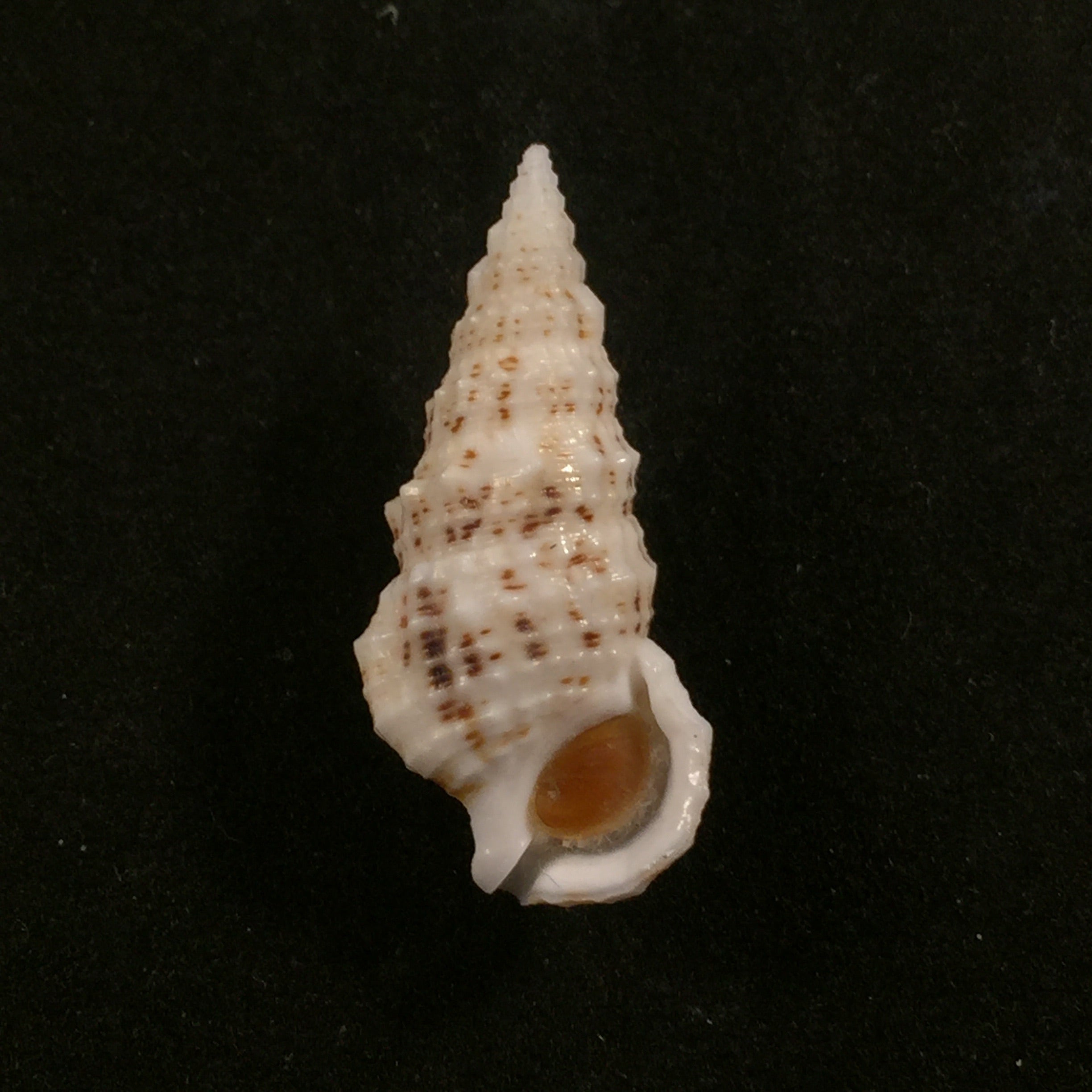 Cerithium eburneum Bruguière,1792 年 - 34 毫米