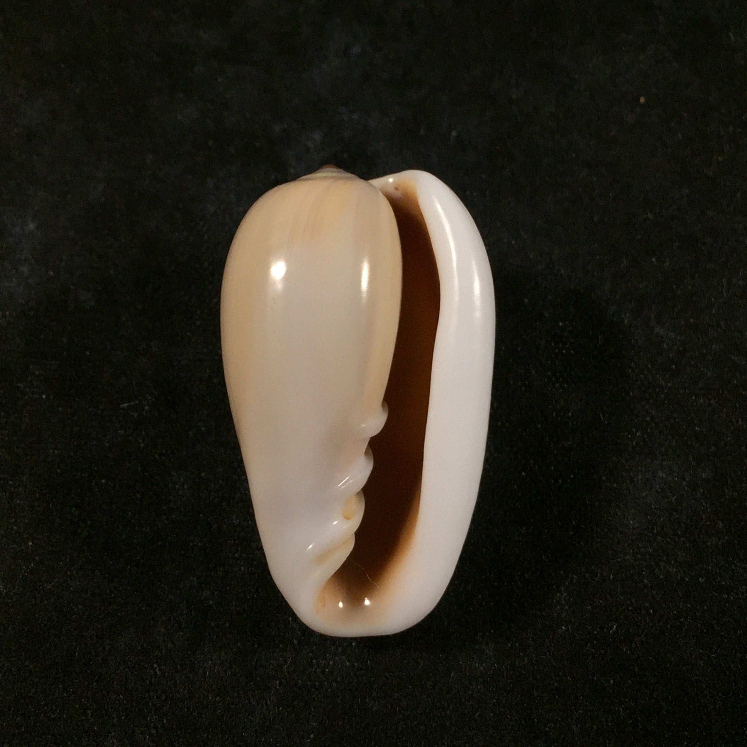 Prunum poulosi Lipe, 1996 - 31,3mm
