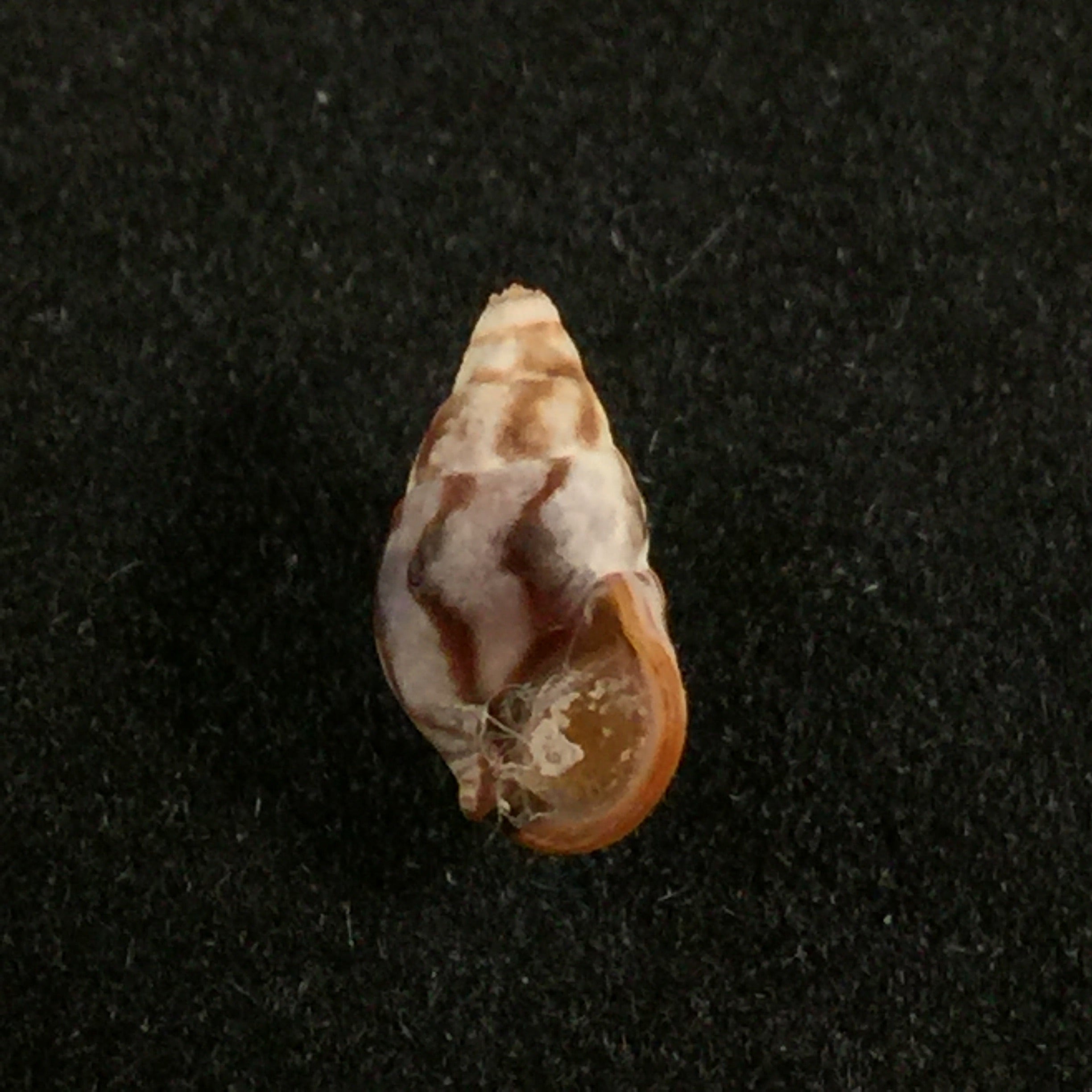 Cerithium biminiense Pilsbry & Mc Ginty, 1949 - 8,4mm