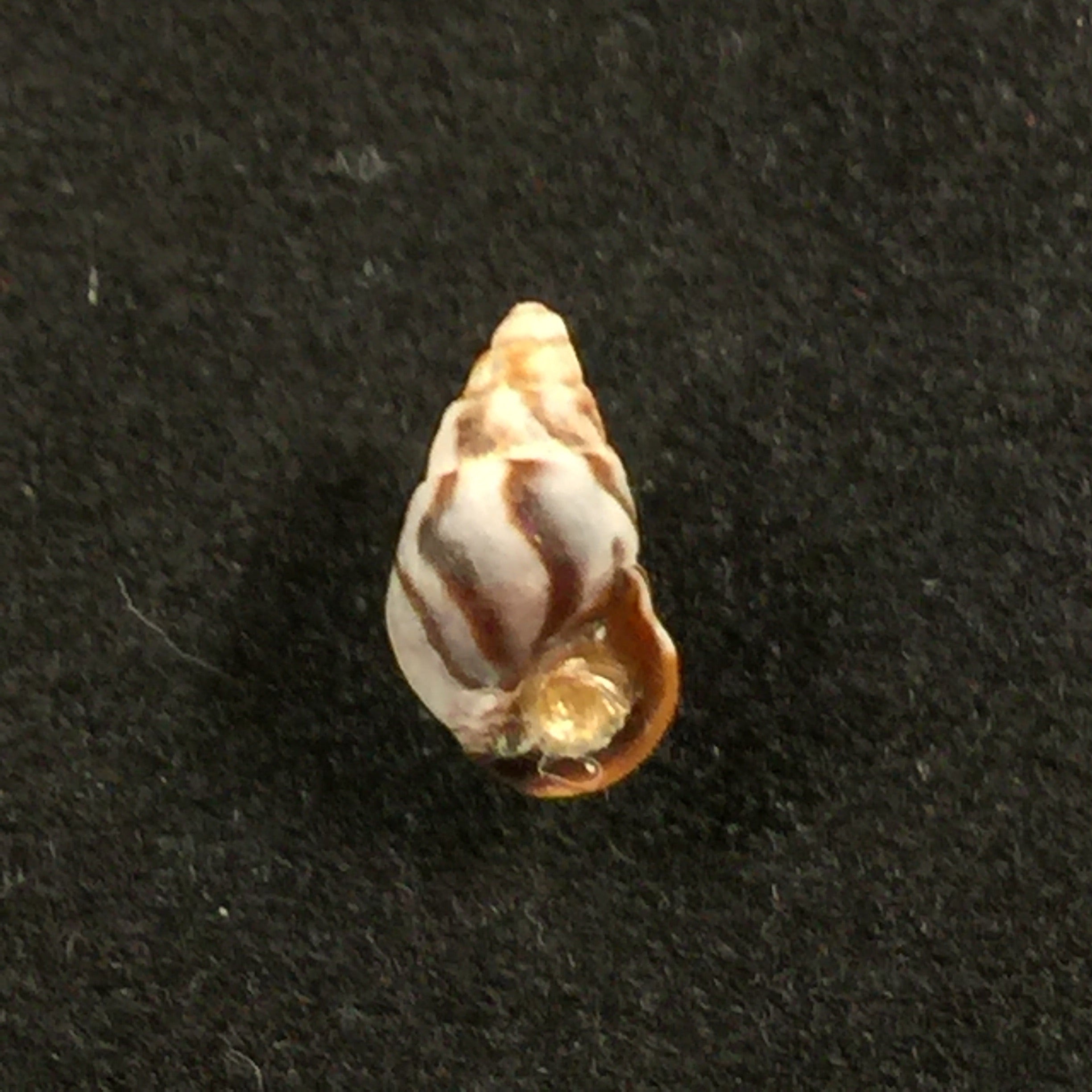 Cerithium biminiense Pilsbry & Mc Ginty, 1949 - 7,7毫米