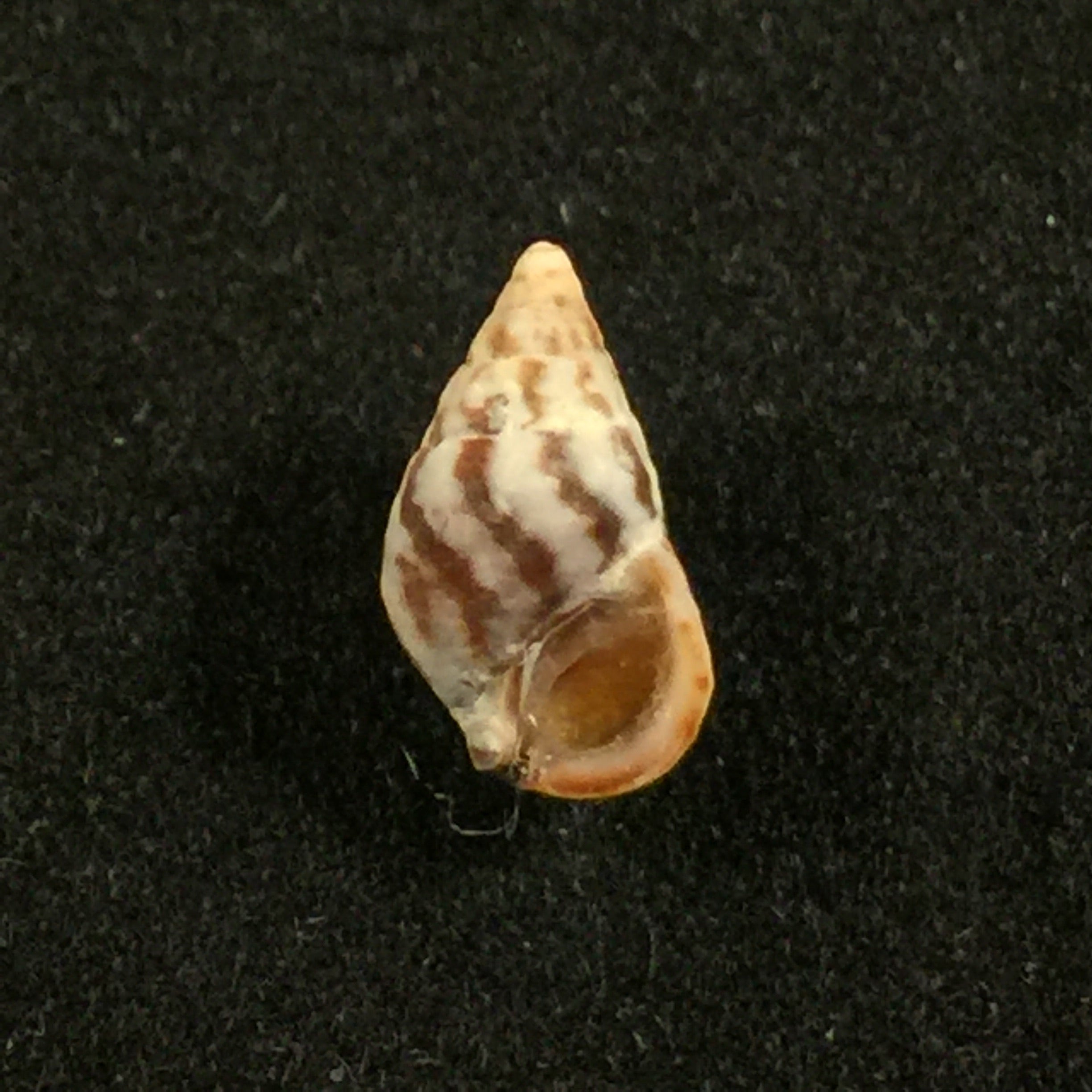 Cerithium biminiense Pilsbry & Mc Ginty, 1949 - 8,5毫米