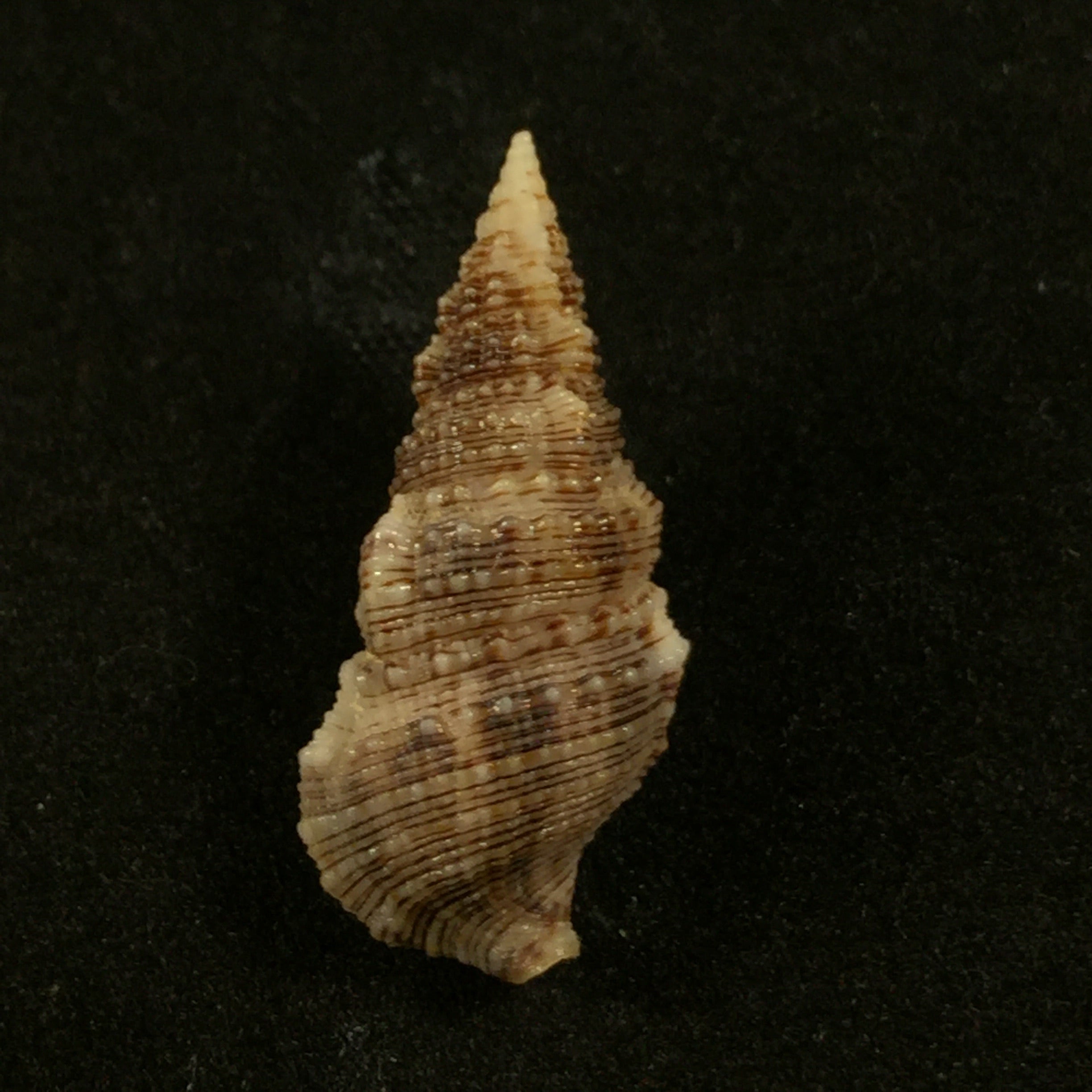 Cerithium atratum(出生于 1778 年) - 24,1mm