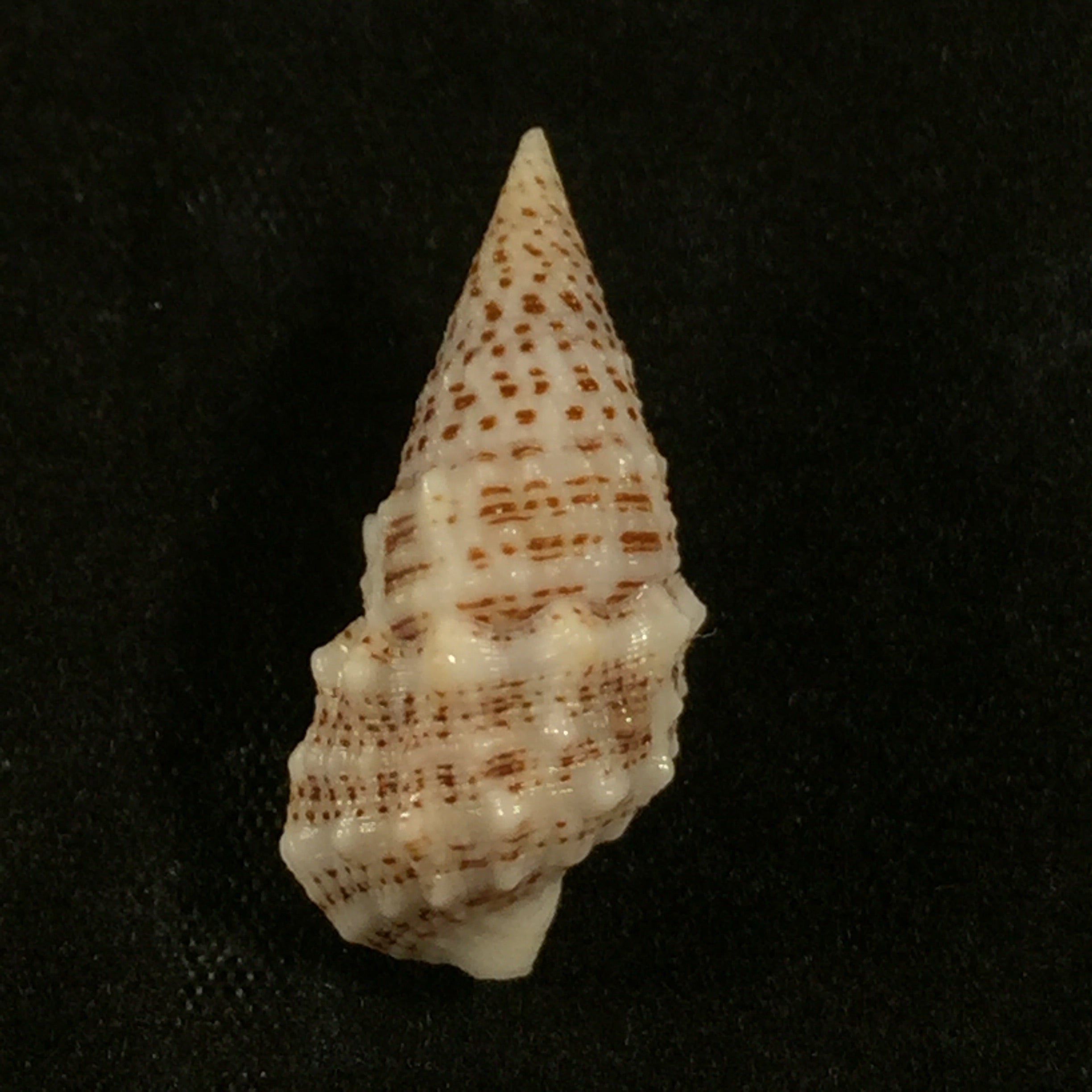 Cerithium litteratum 生于1778年 - 24,6毫米