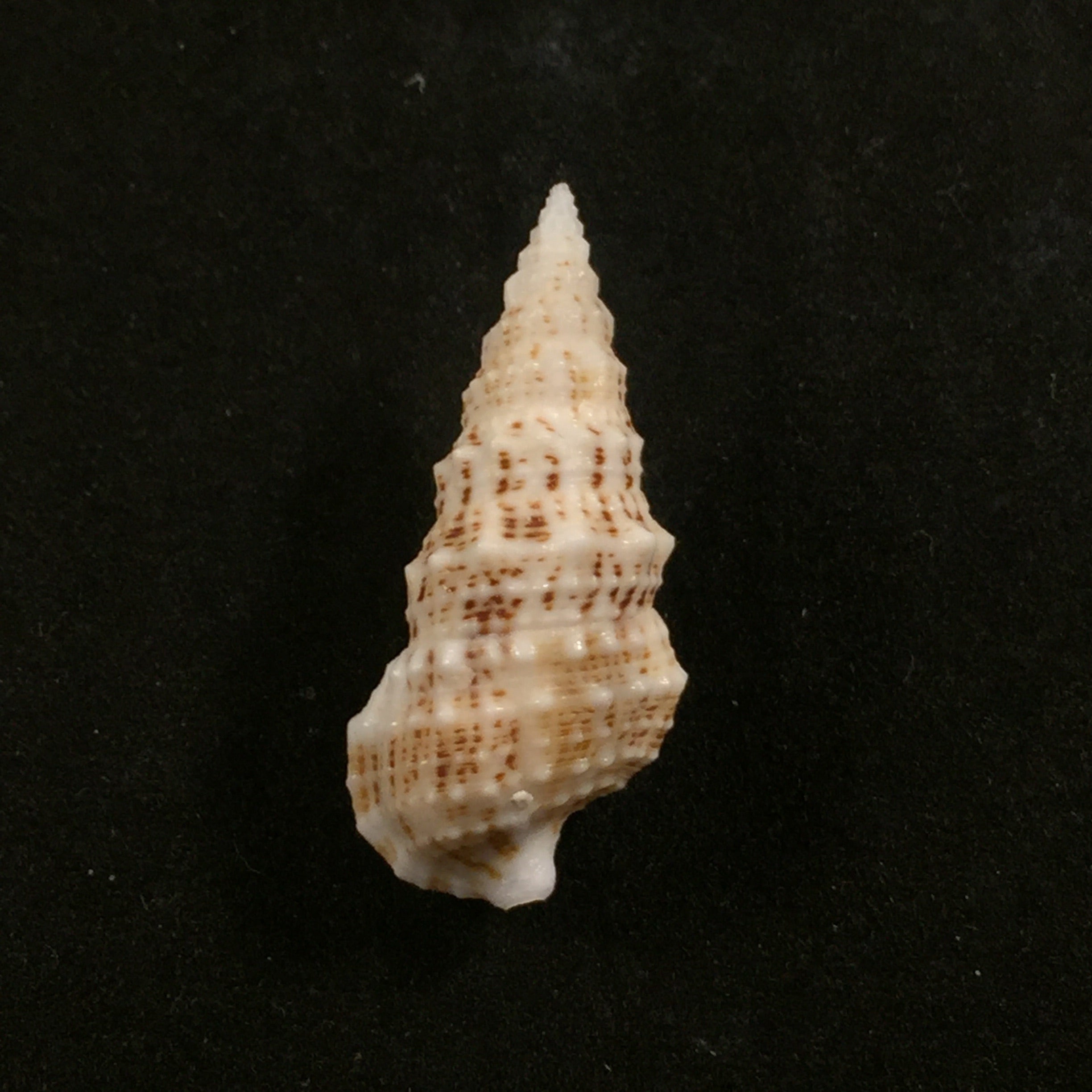 Cerithium eburneum Bruguière,1792 年 - 34 毫米