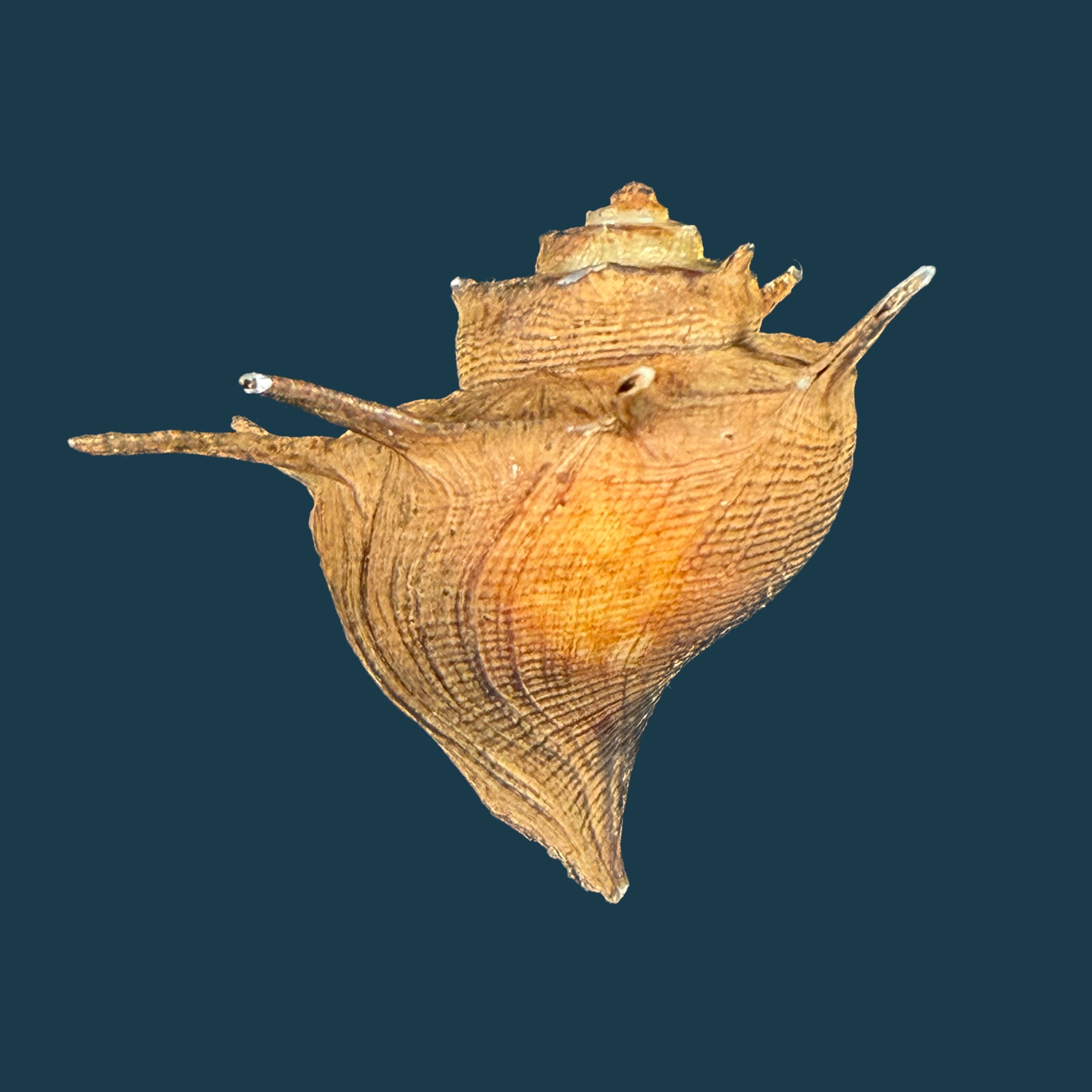 Freshwater Gastropodes