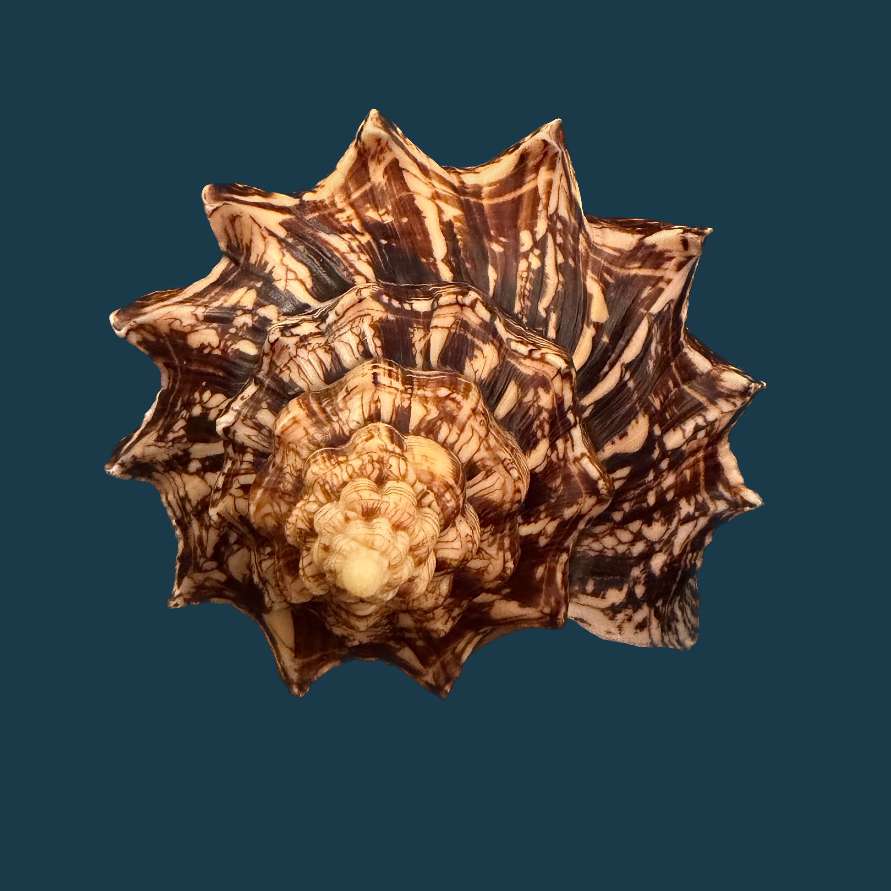 Voluta ebraea Linnaeus, 1758 - 227,4mm
