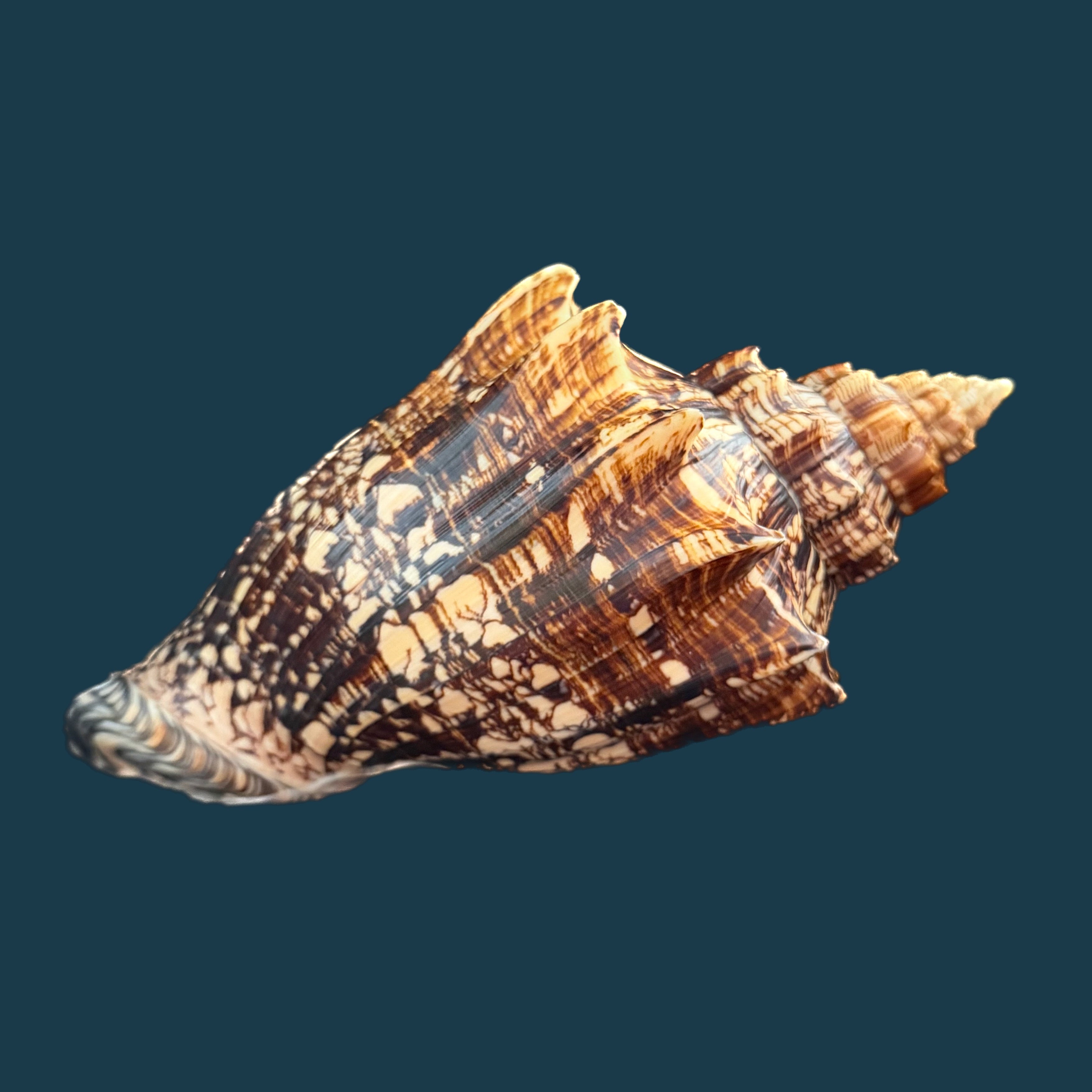 Voluta ebraea Linnaeus, 1758 - 227,4mm