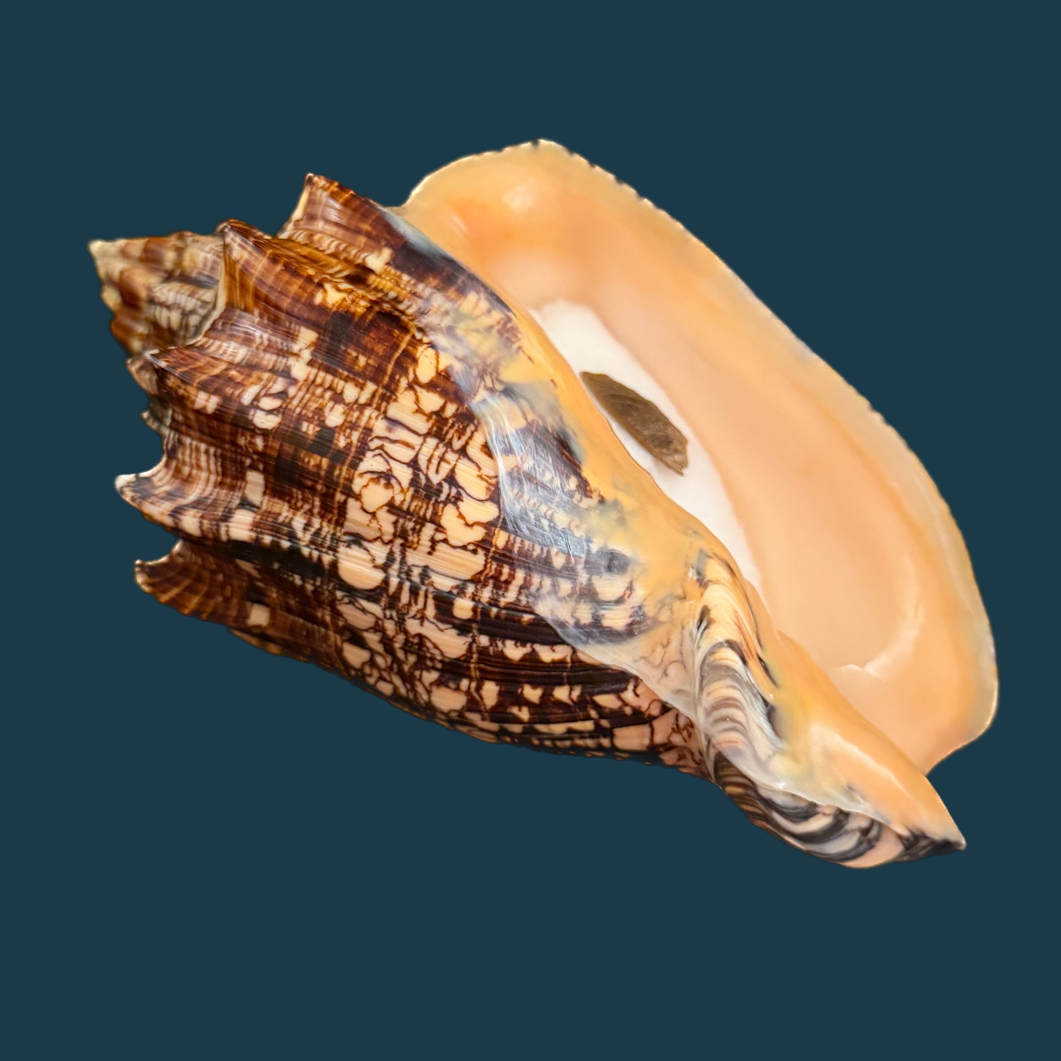 Voluta ebraea Linnaeus, 1758 - 227,4mm