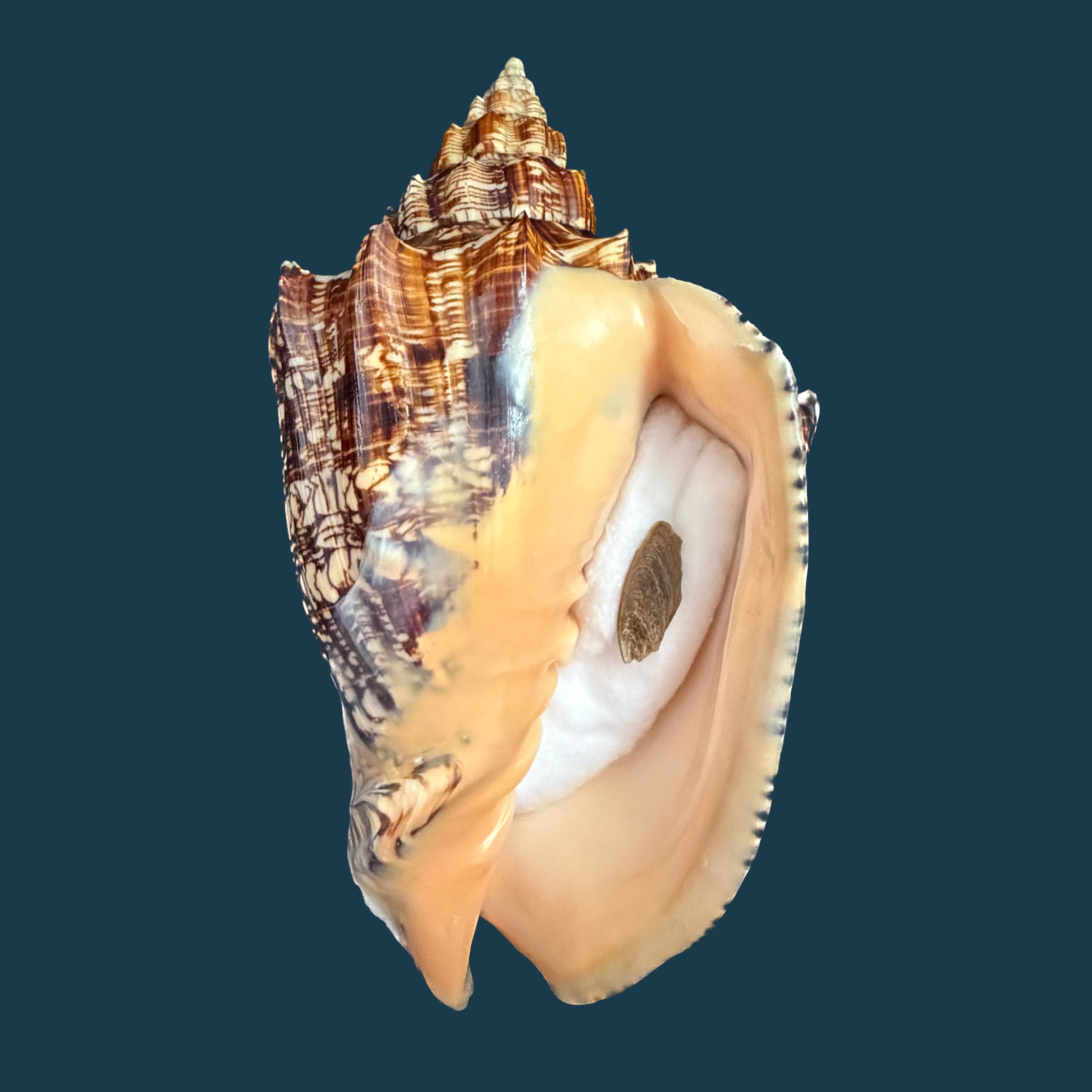 Voluta ebraea Linnaeus, 1758 - 227,4mm