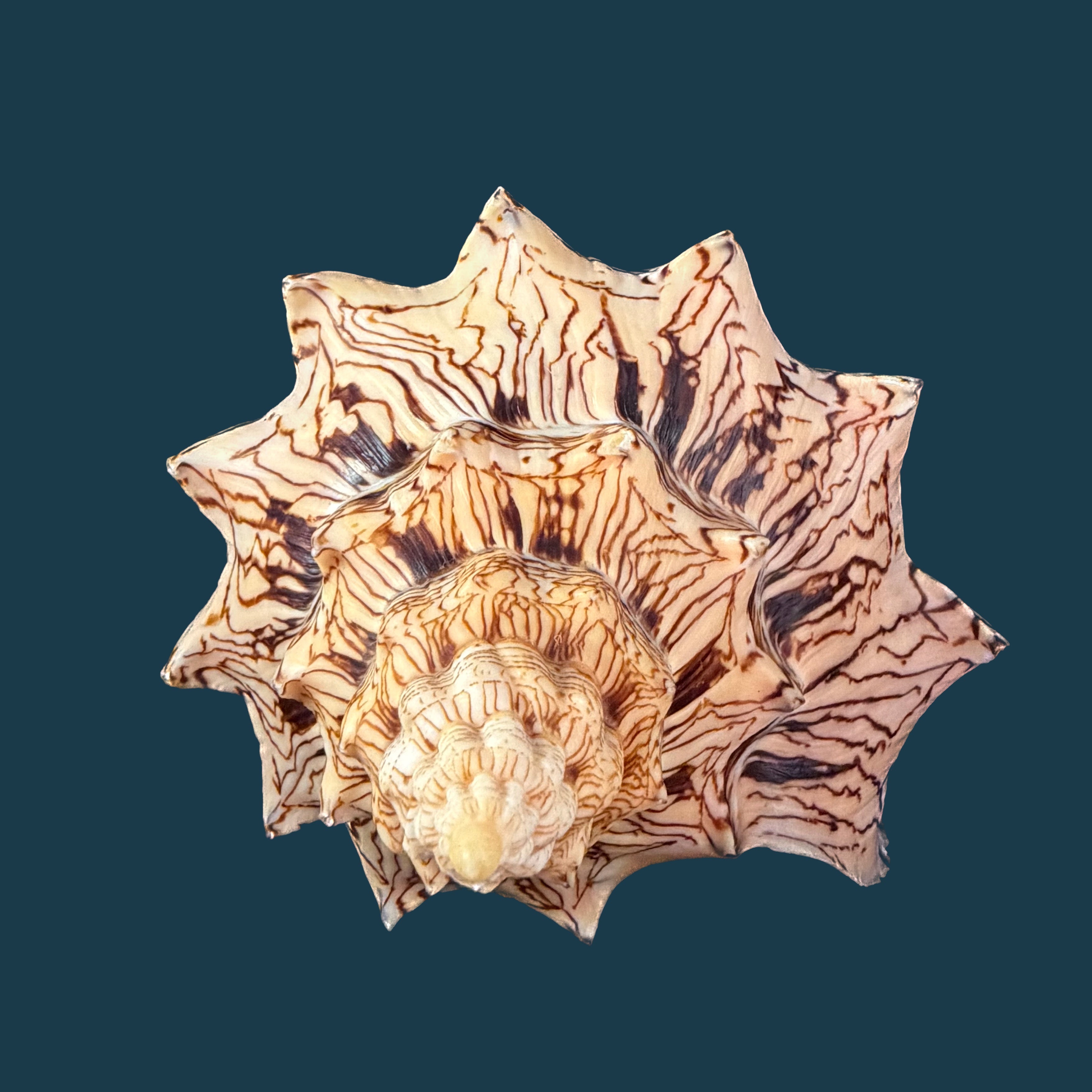 Voluta ebraea Linnaeus, 1758 - 222mm