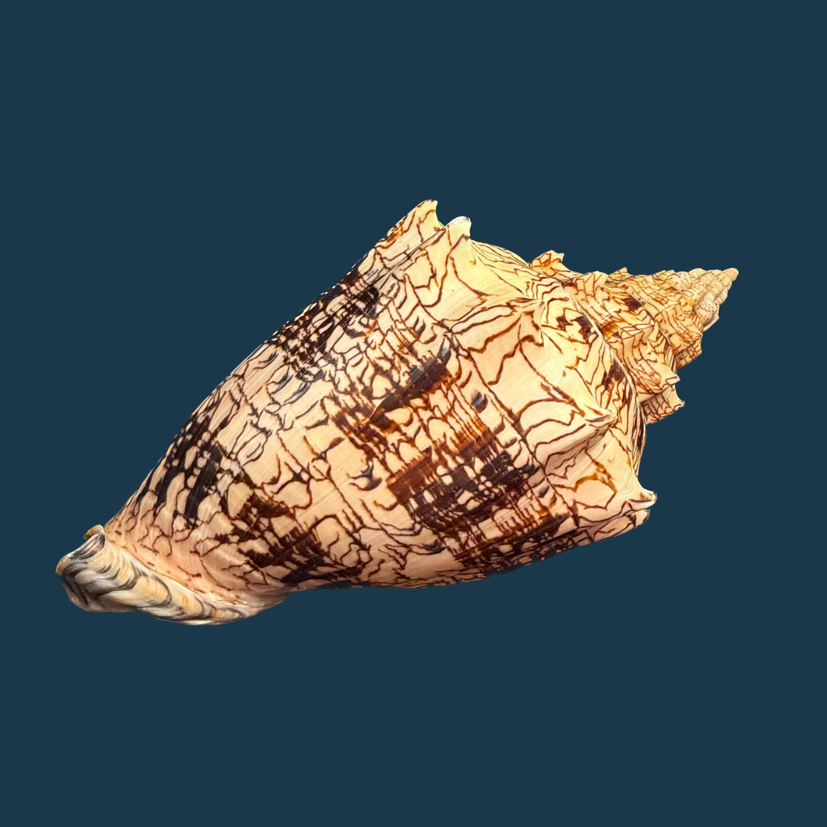 Voluta ebraea Linnaeus, 1758 - 222mm