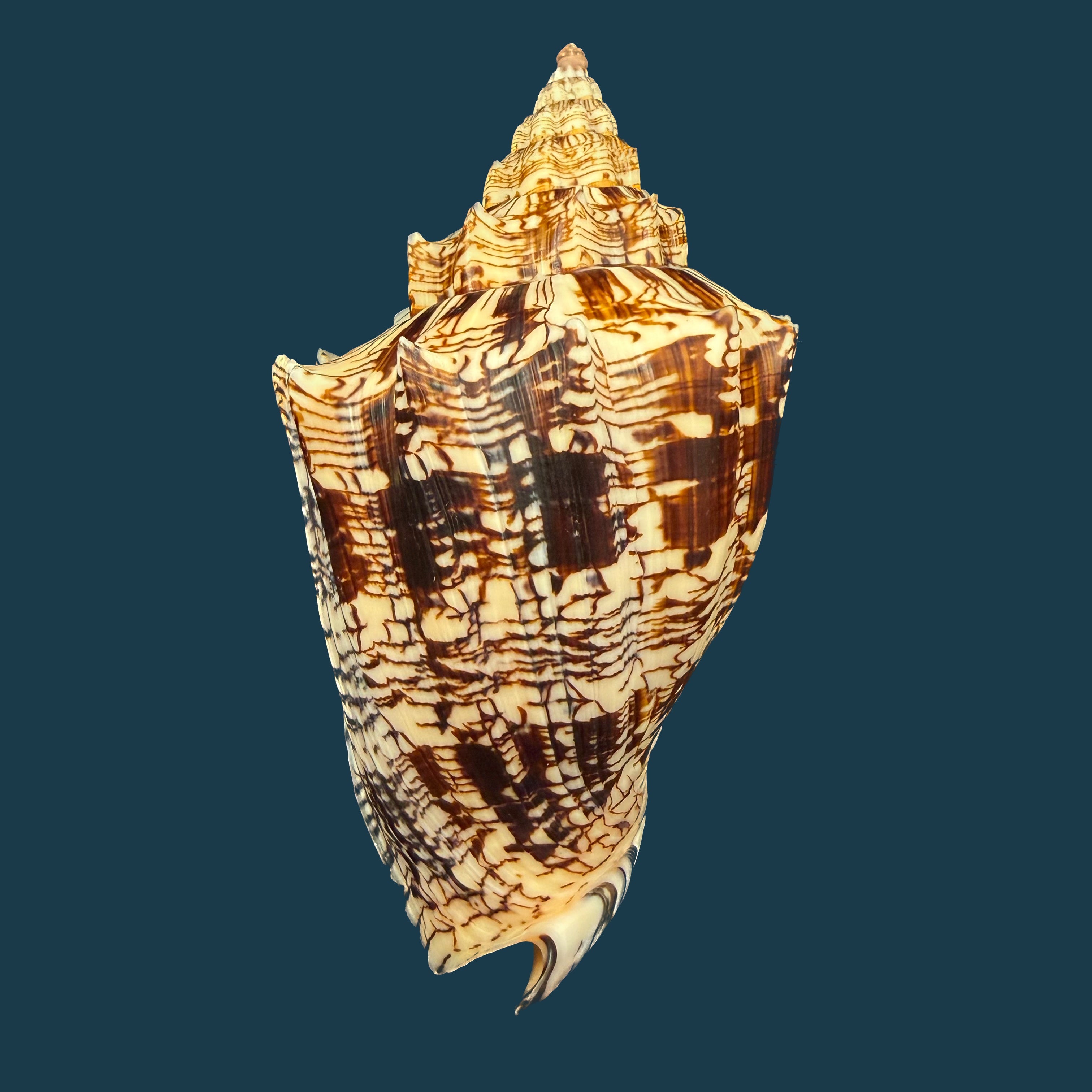 Voluta ebraea Linnaeus, 1758 - 146,4mm