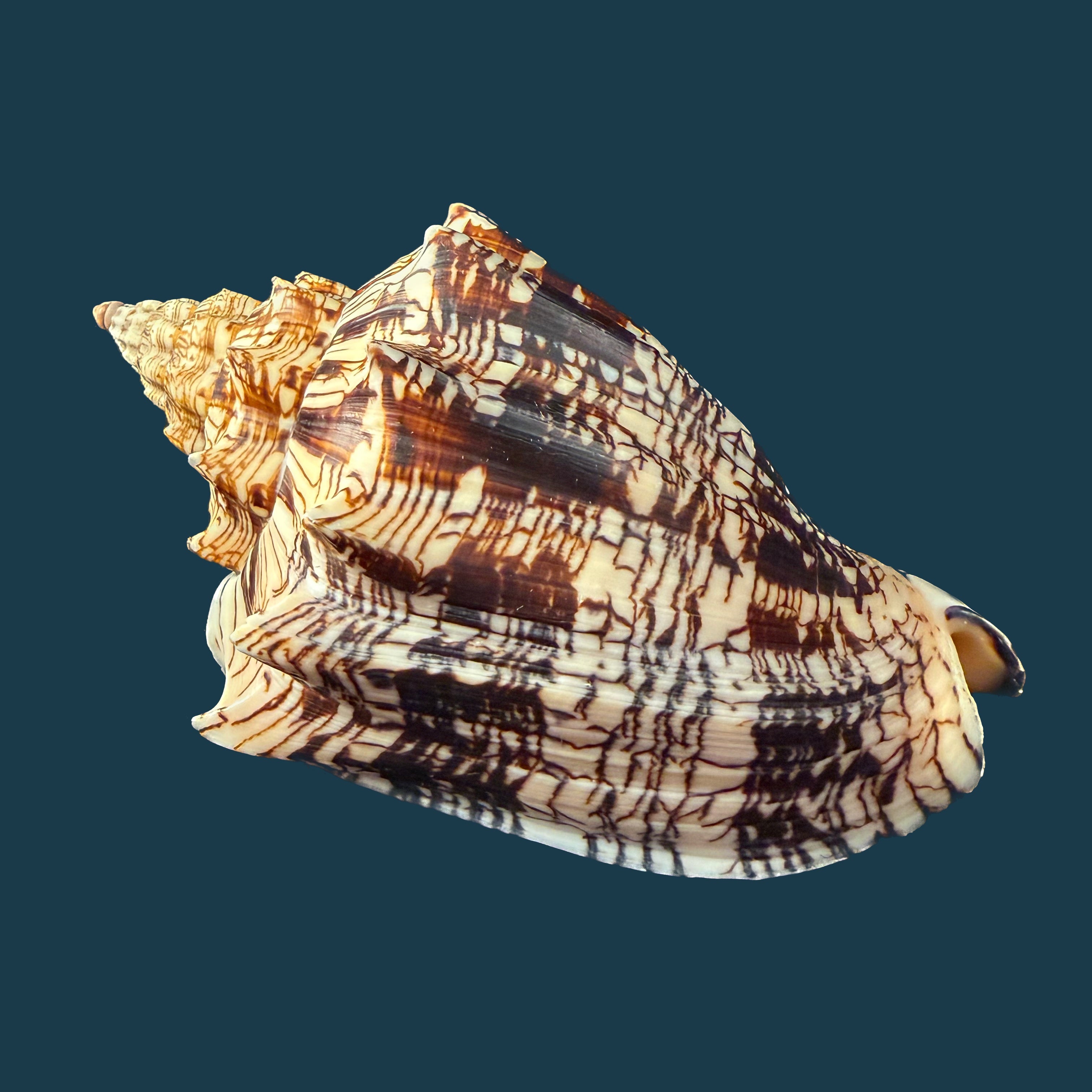 Voluta ebraea Linnaeus, 1758 - 146,4mm