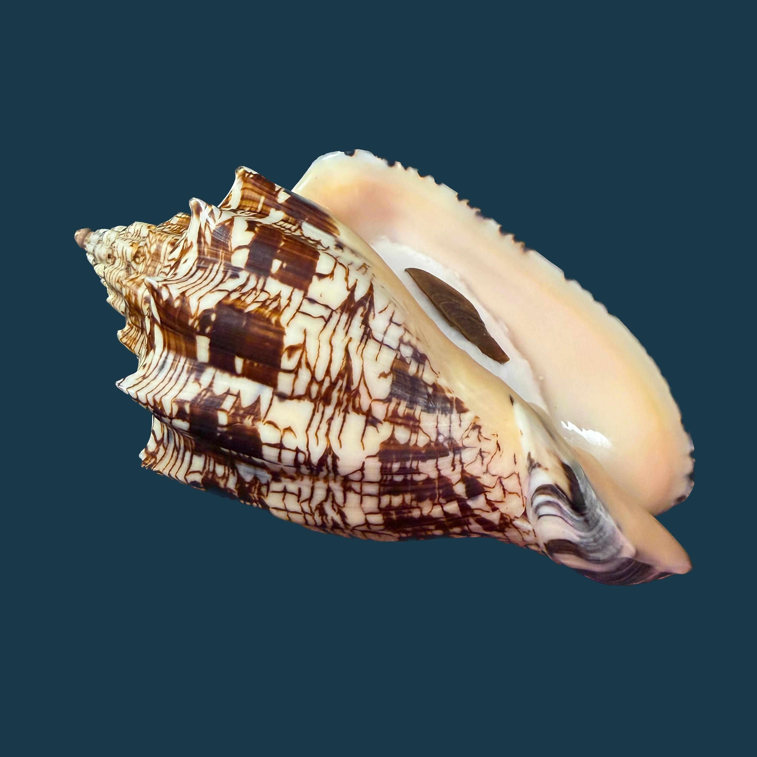 Voluta ebraea Linnaeus, 1758 - 146,4mm