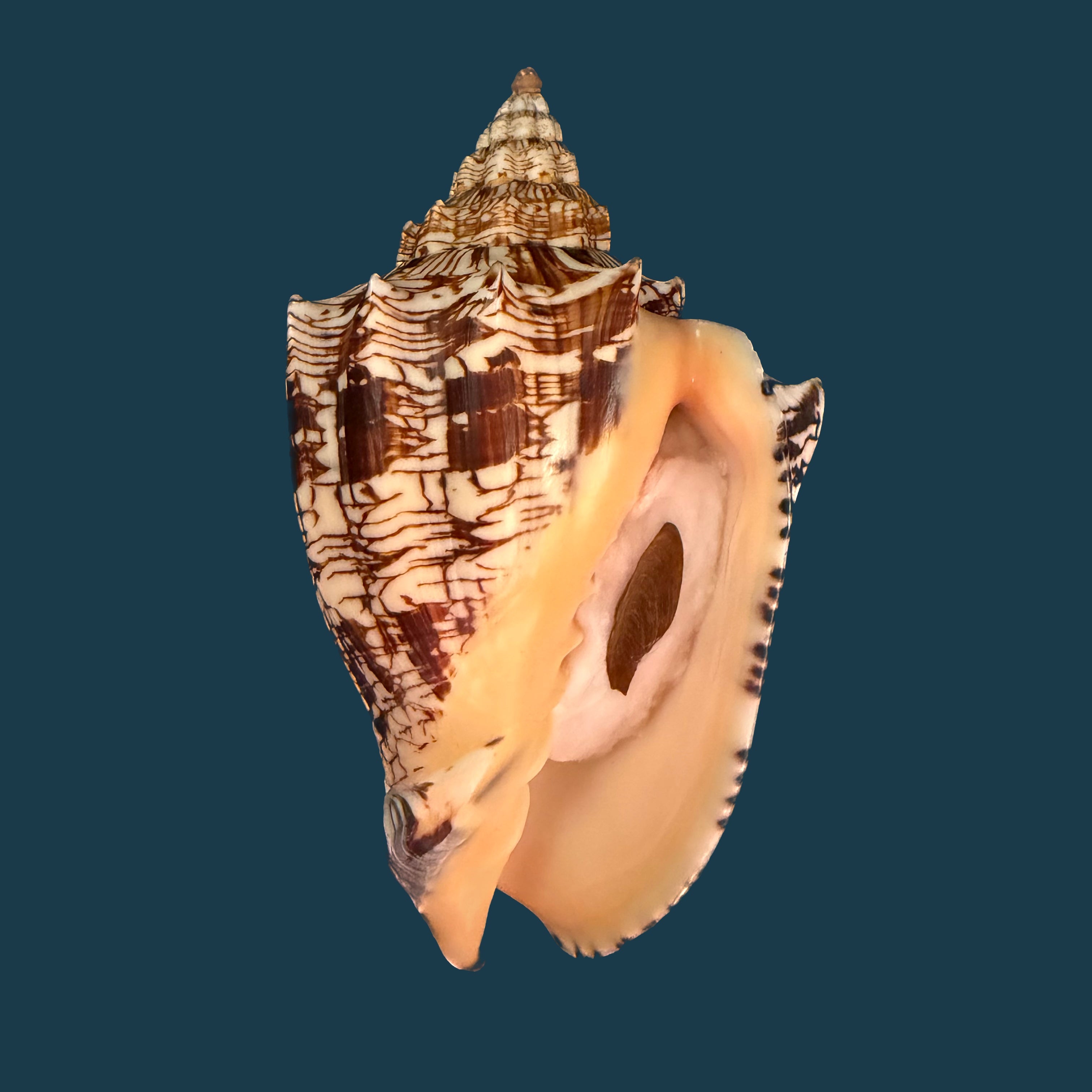 Voluta ebraea Linnaeus, 1758 - 146,4mm