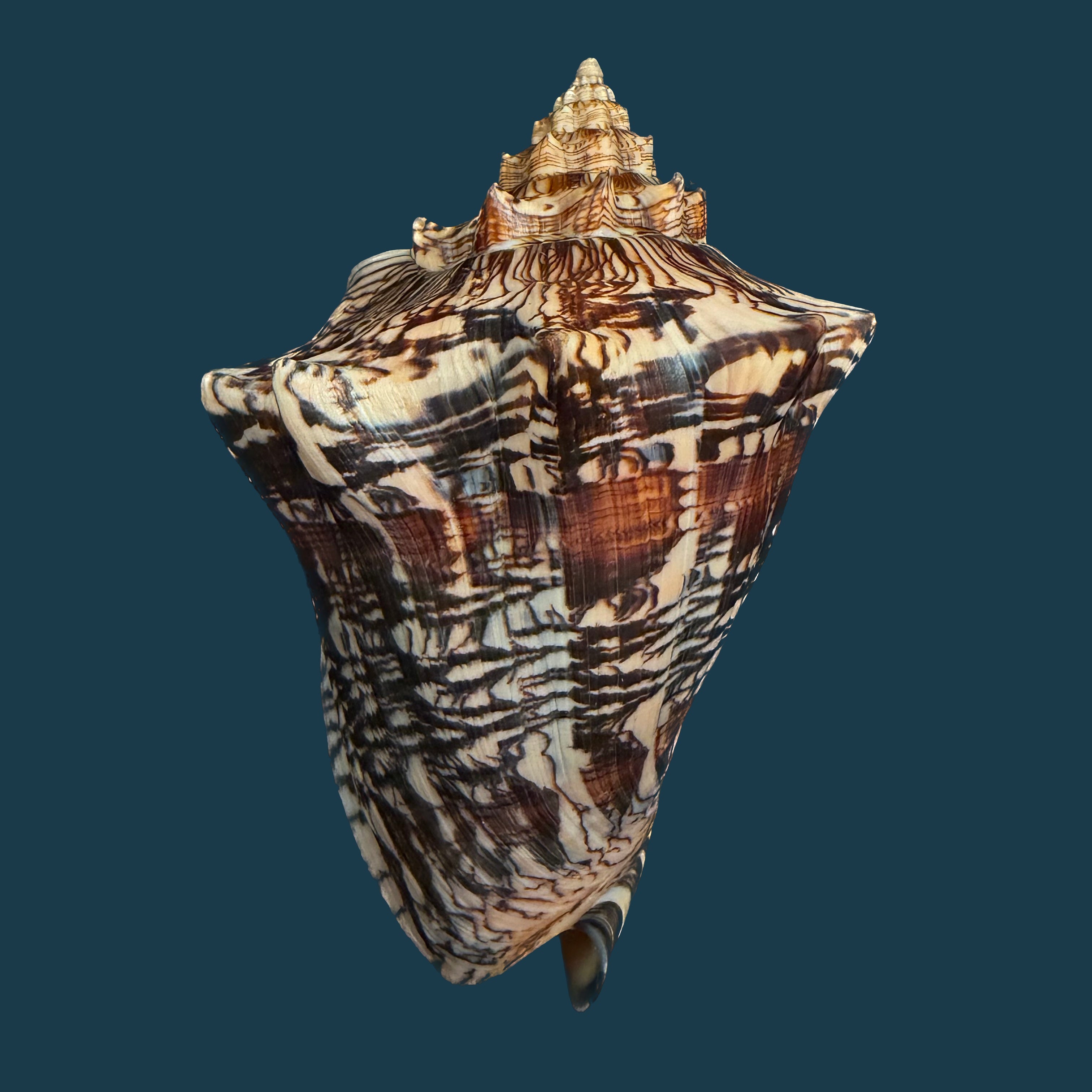 Voluta ebraea Linnaeus, 1758 - 148,6mm