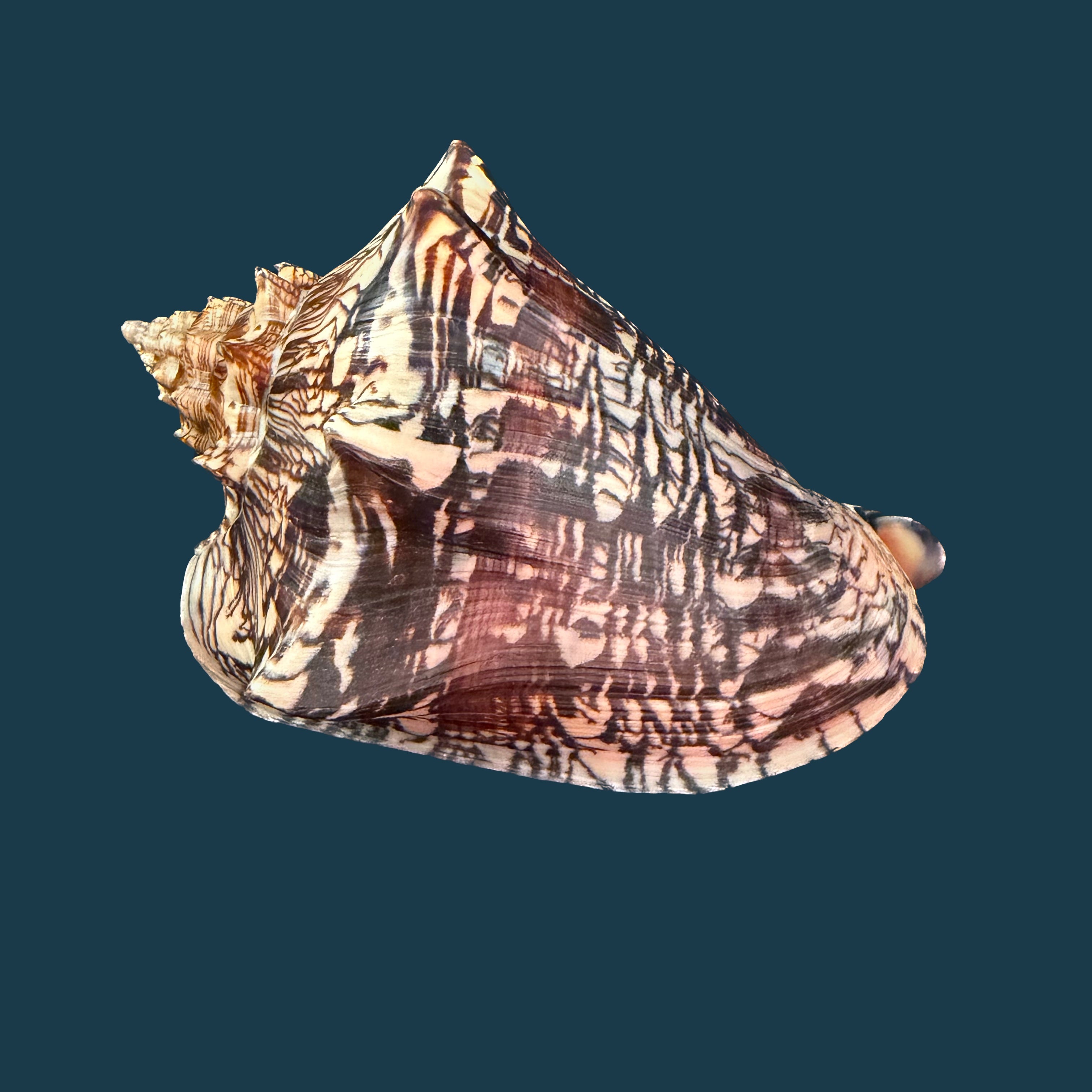 Voluta ebraea Linnaeus, 1758 - 148,6mm