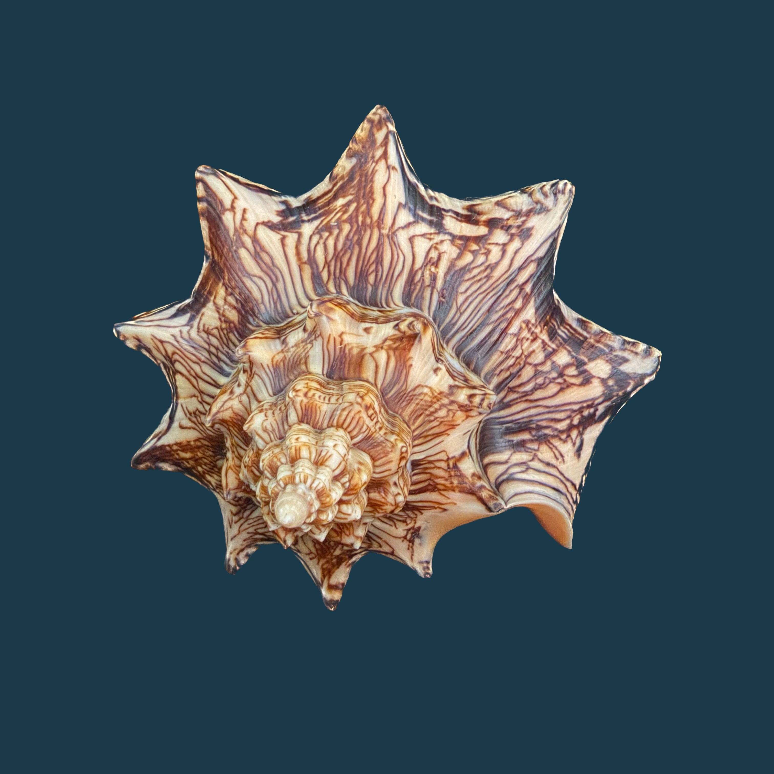 Voluta ebraea Linnaeus, 1758 - 148,6mm