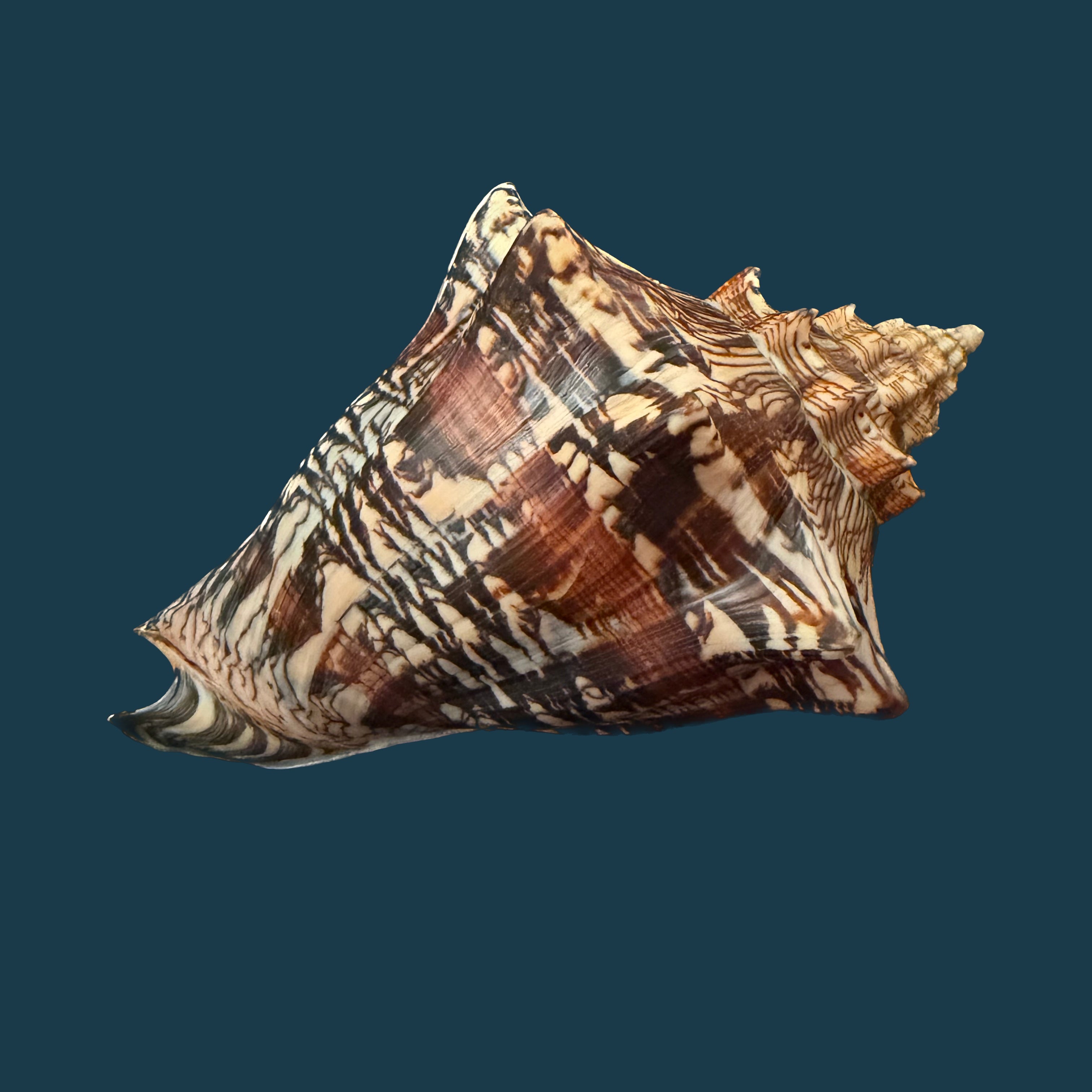 Voluta ebraea Linnaeus, 1758 - 148,6mm