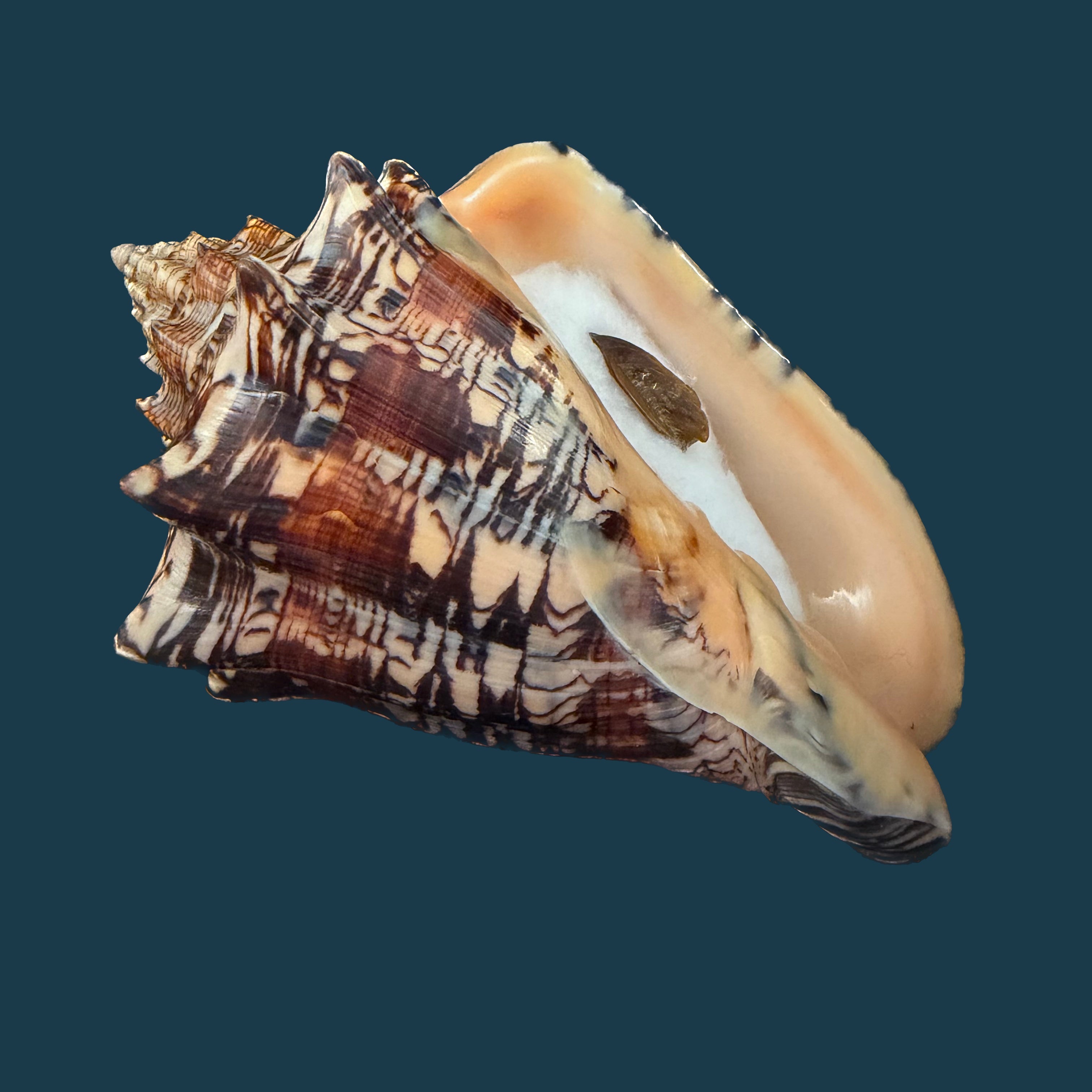 Voluta ebraea Linnaeus, 1758 - 148,6mm