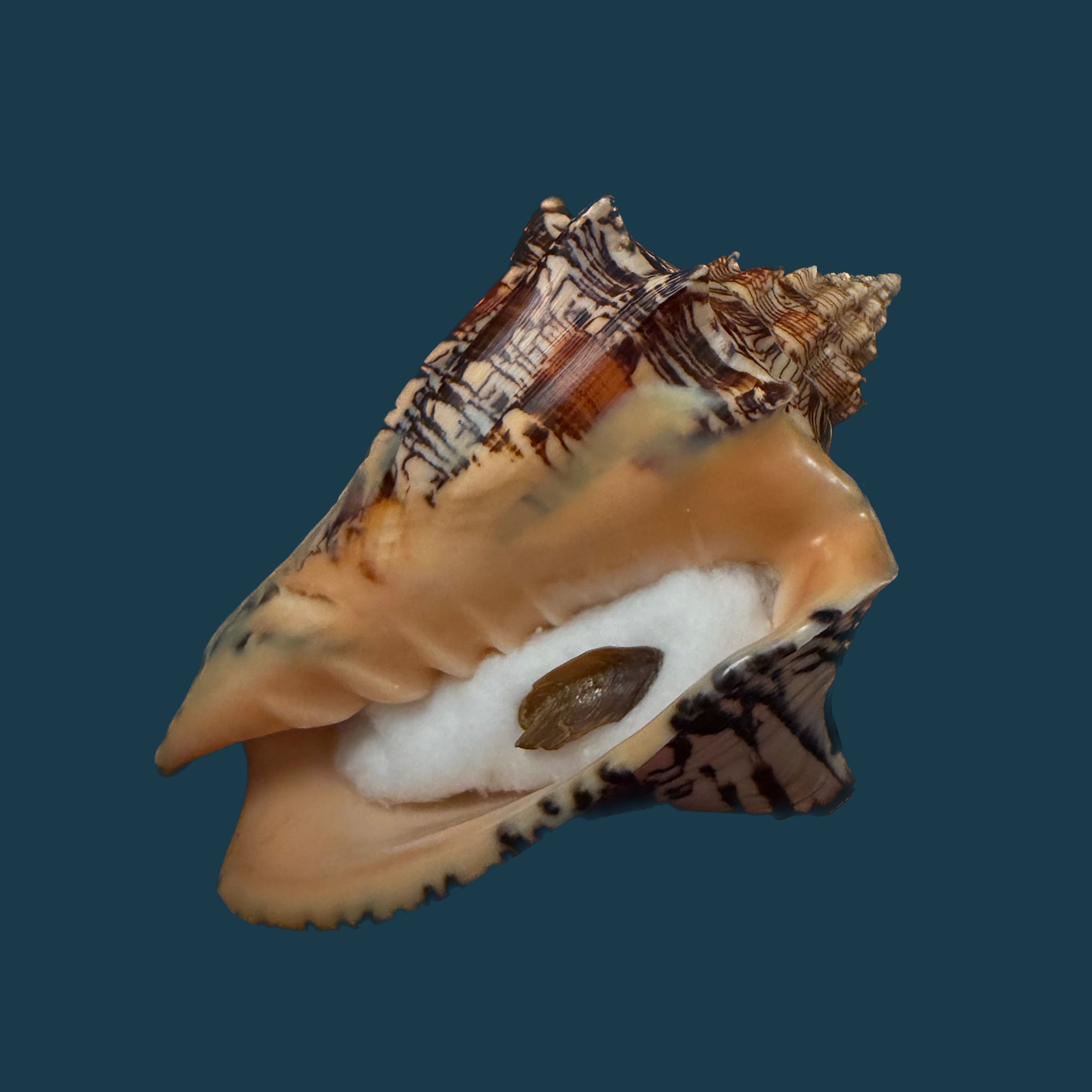 Voluta ebraea Linnaeus, 1758 - 148,6mm