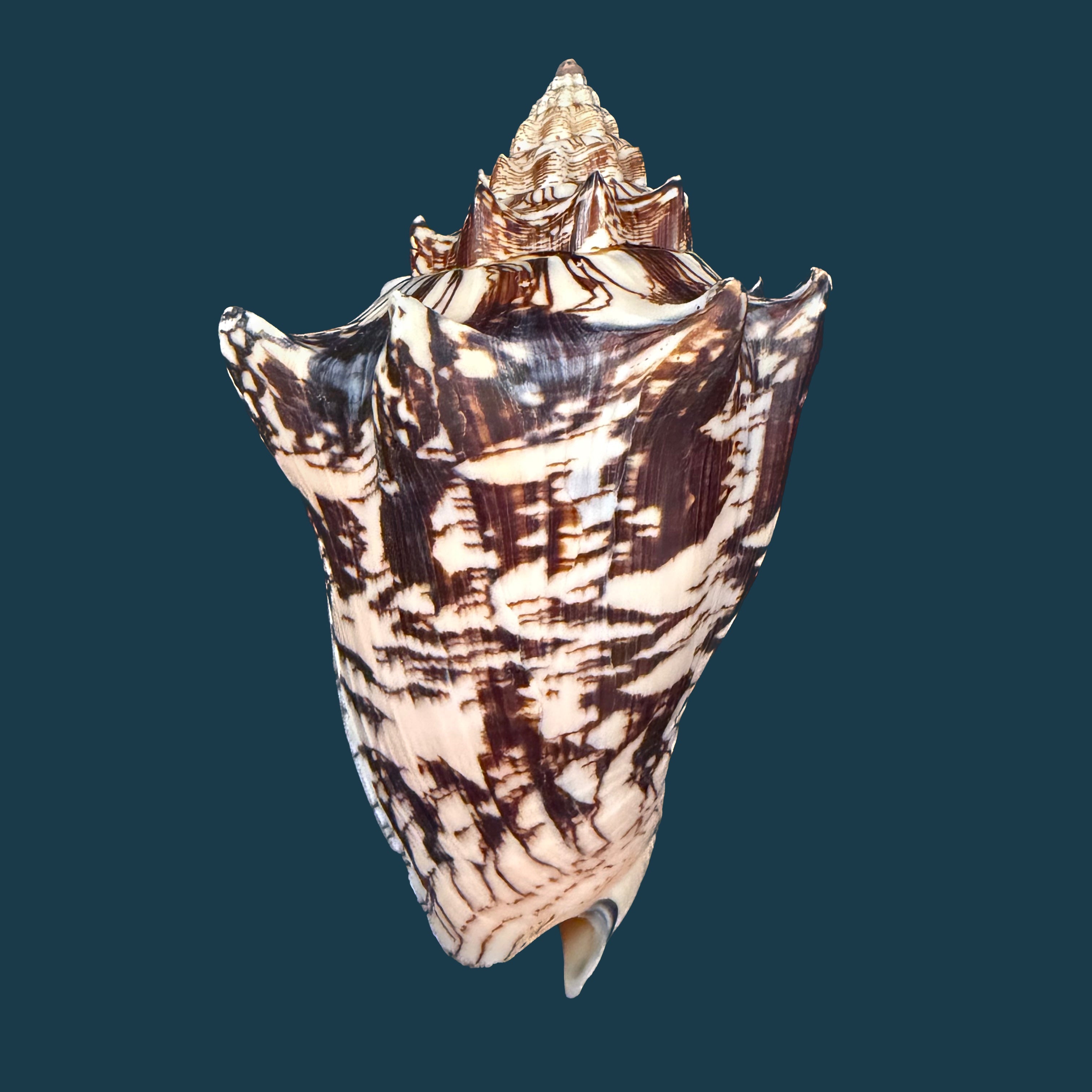 Voluta ebraea Linnaeus, 1758 - 148,6mm (Cópia)