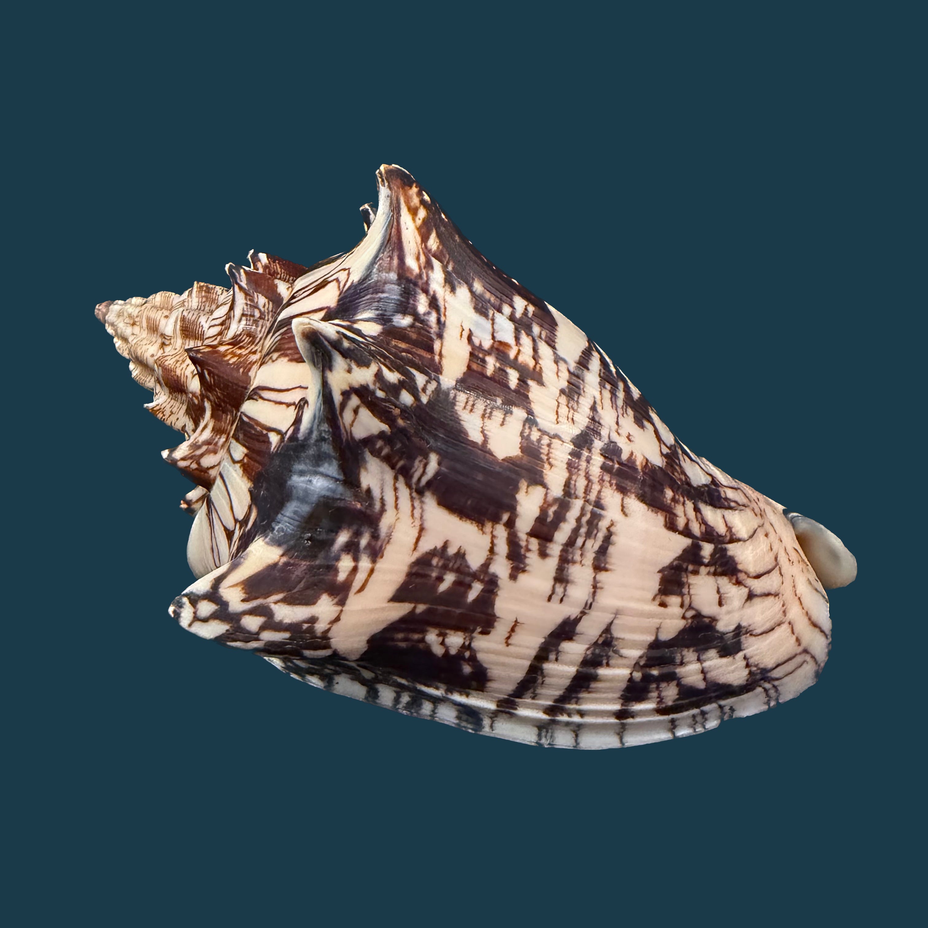 Voluta ebraea Linnaeus, 1758 - 148,6mm (Cópia)