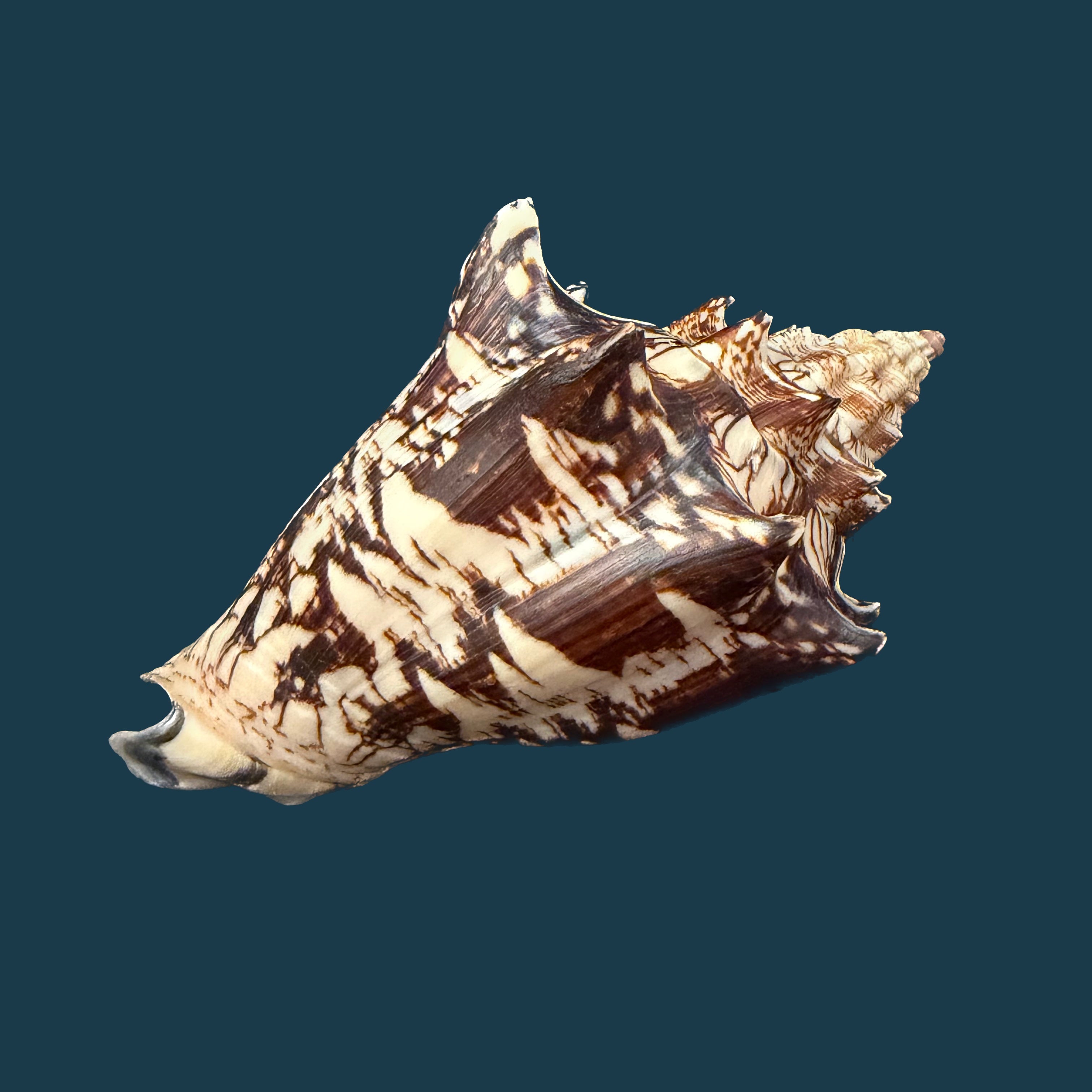 Voluta ebraea Linnaeus, 1758 - 148,6mm (Cópia)