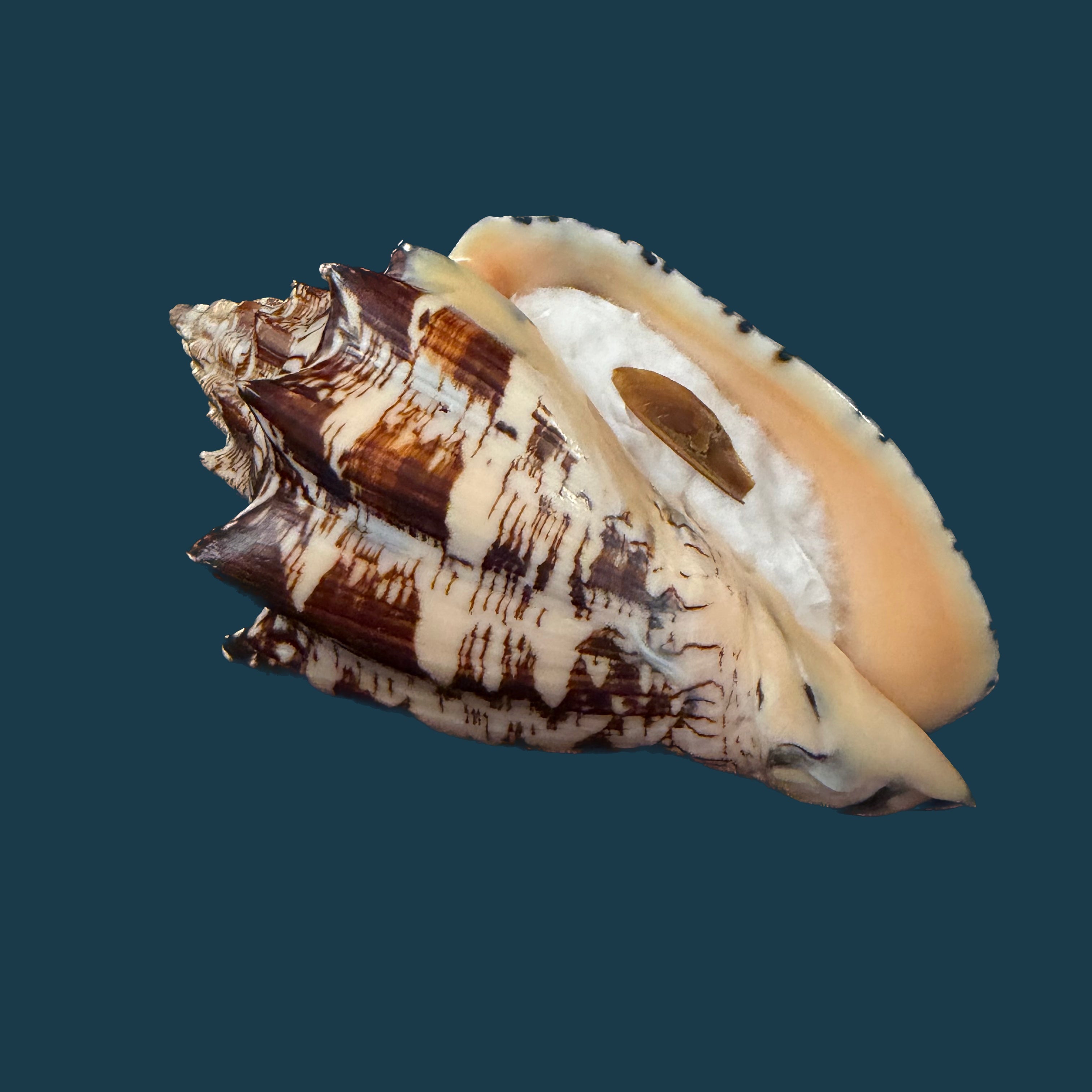 Voluta ebraea Linnaeus, 1758 - 148,6mm (Cópia)