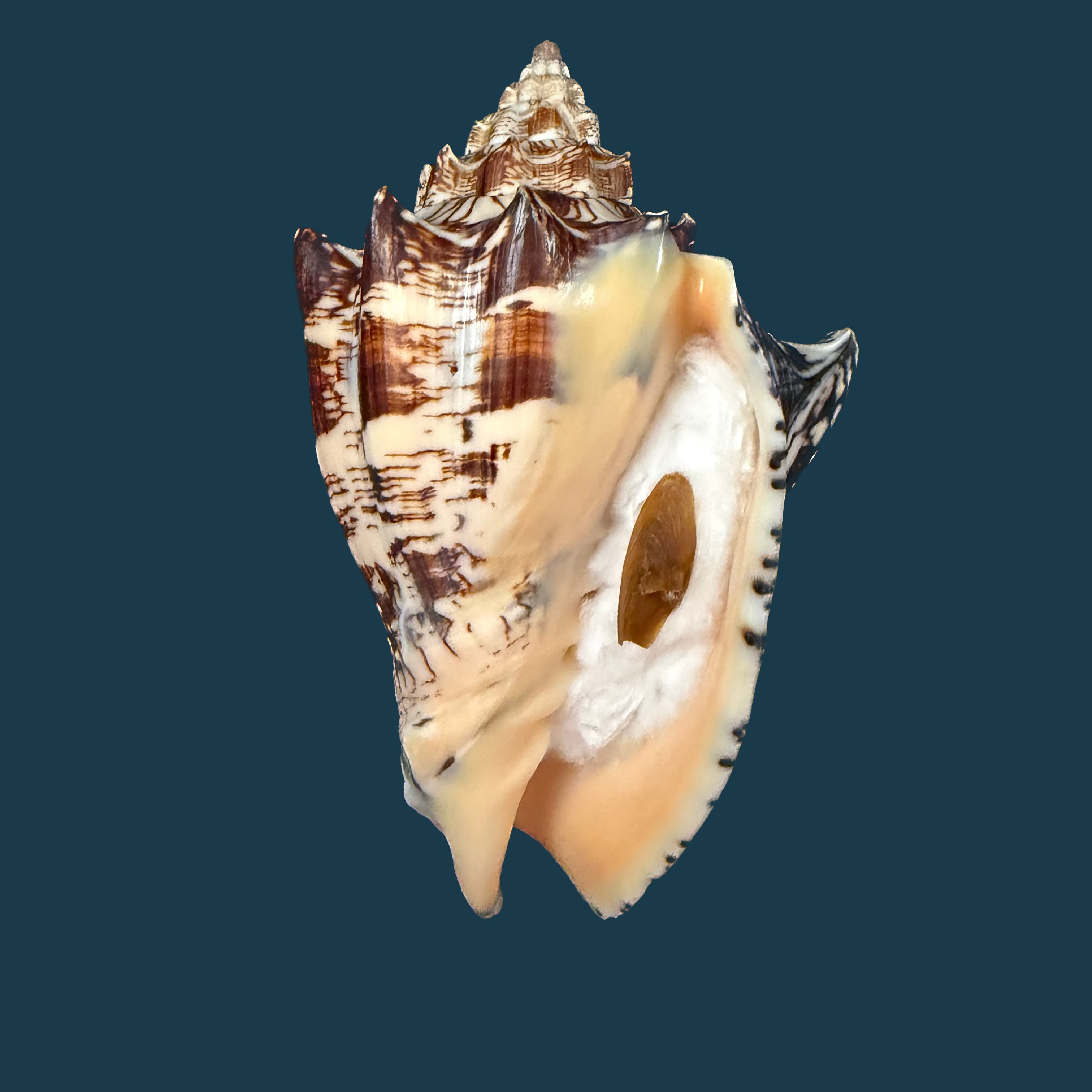 Voluta ebraea Linnaeus, 1758 - 148,6mm (Cópia)
