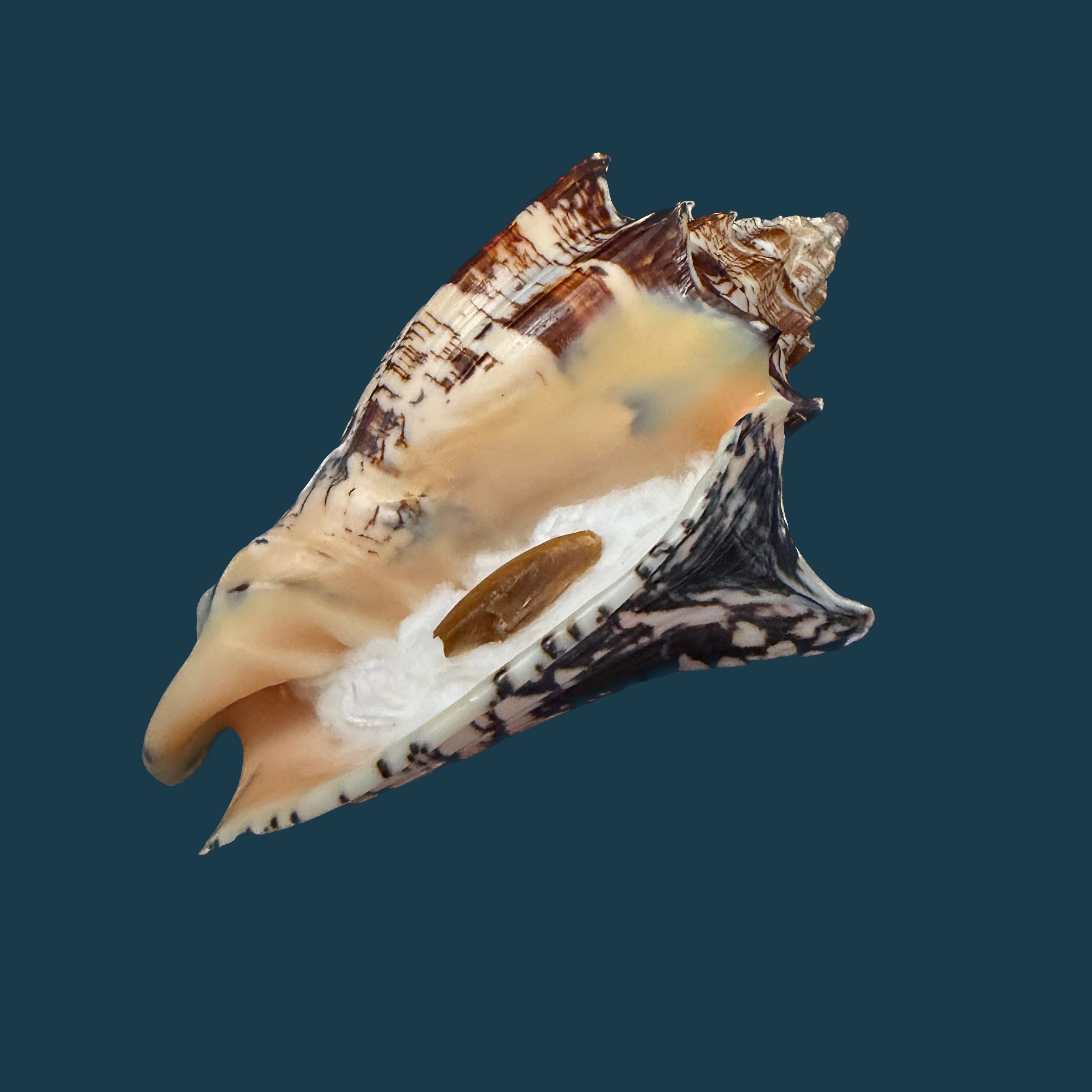 Voluta ebraea Linnaeus, 1758 - 148,6mm (Cópia)