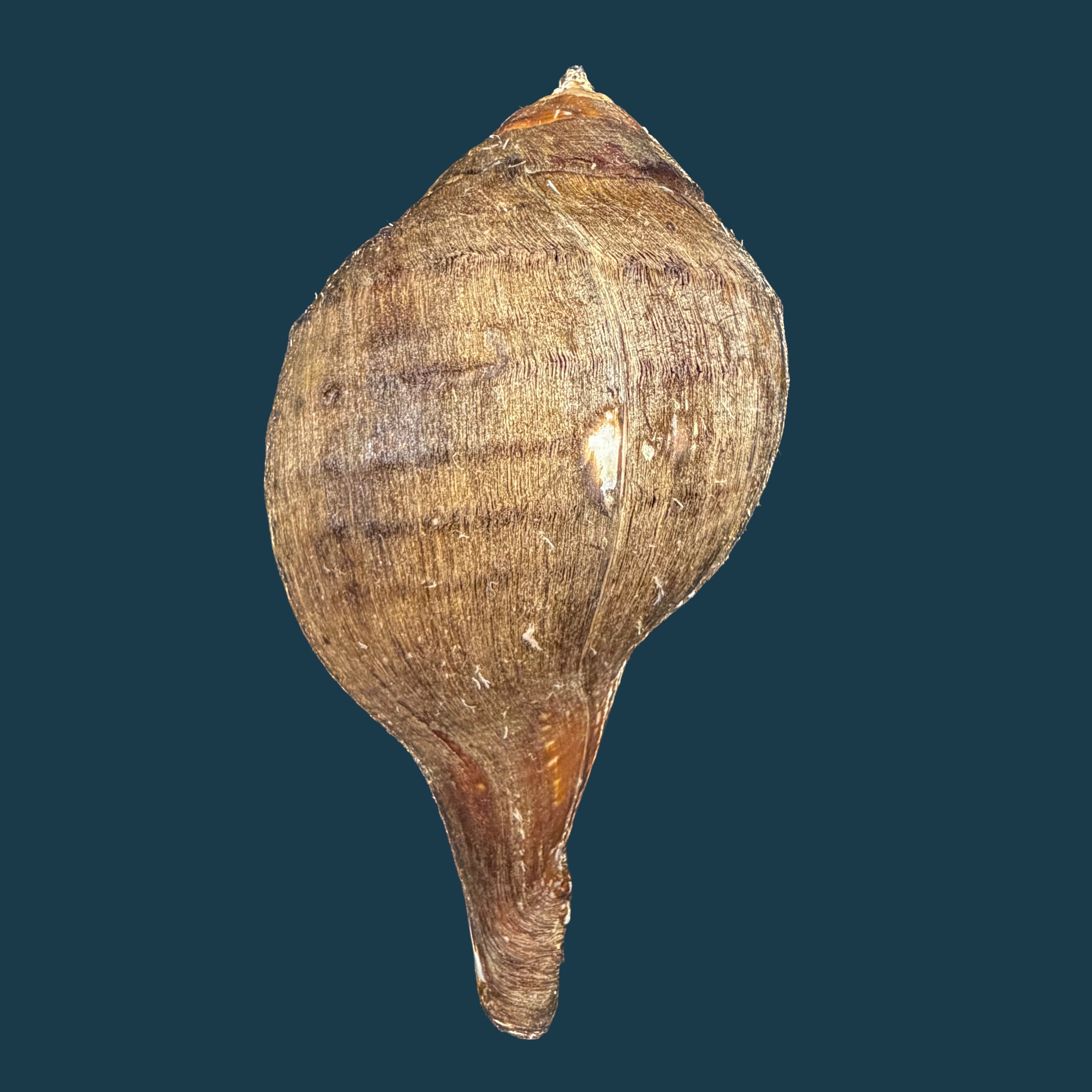 Turbinella pyrum (Linnaeus, 1767) - 223,3mm
