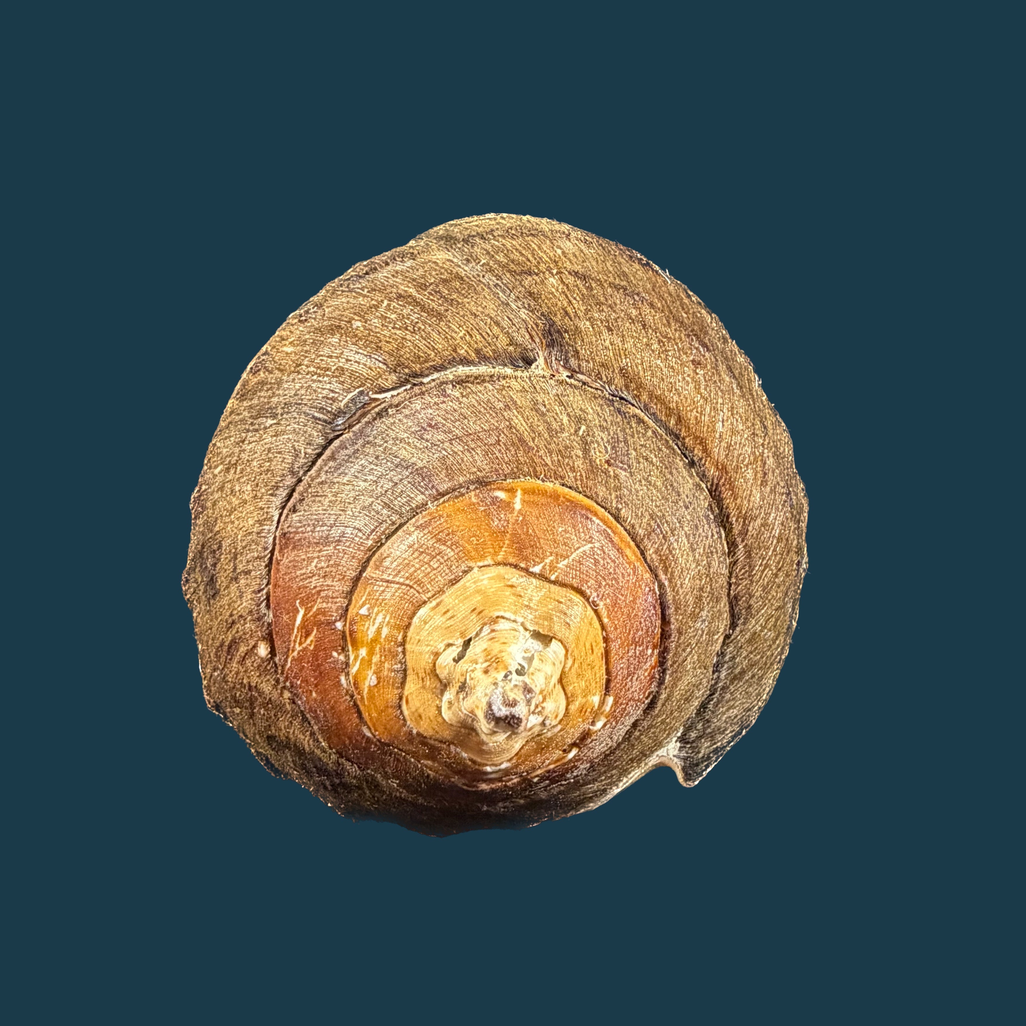 Turbinella pyrum (Linnaeus, 1767) - 223,3mm