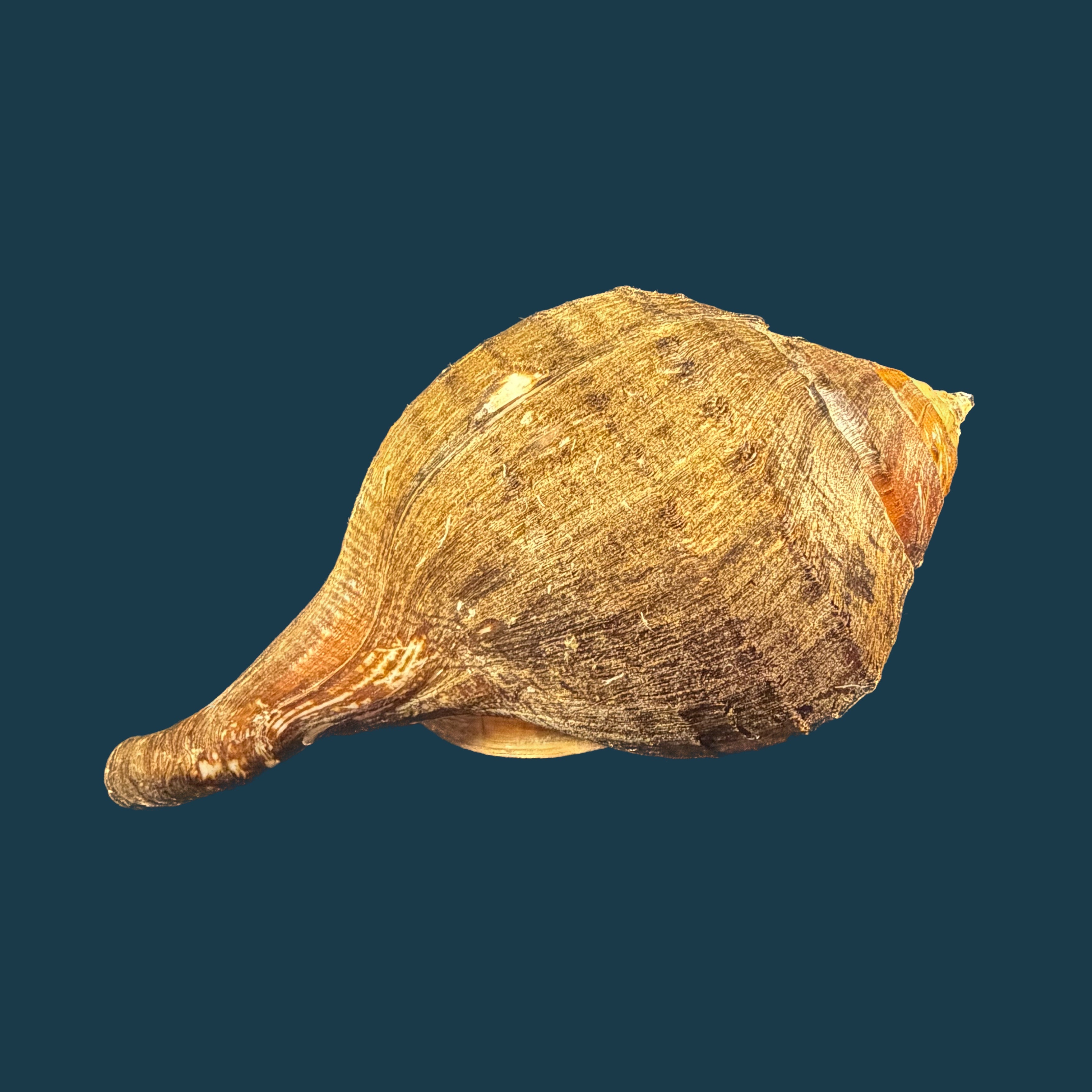 Turbinella pyrum (Linnaeus, 1767) - 223,3mm