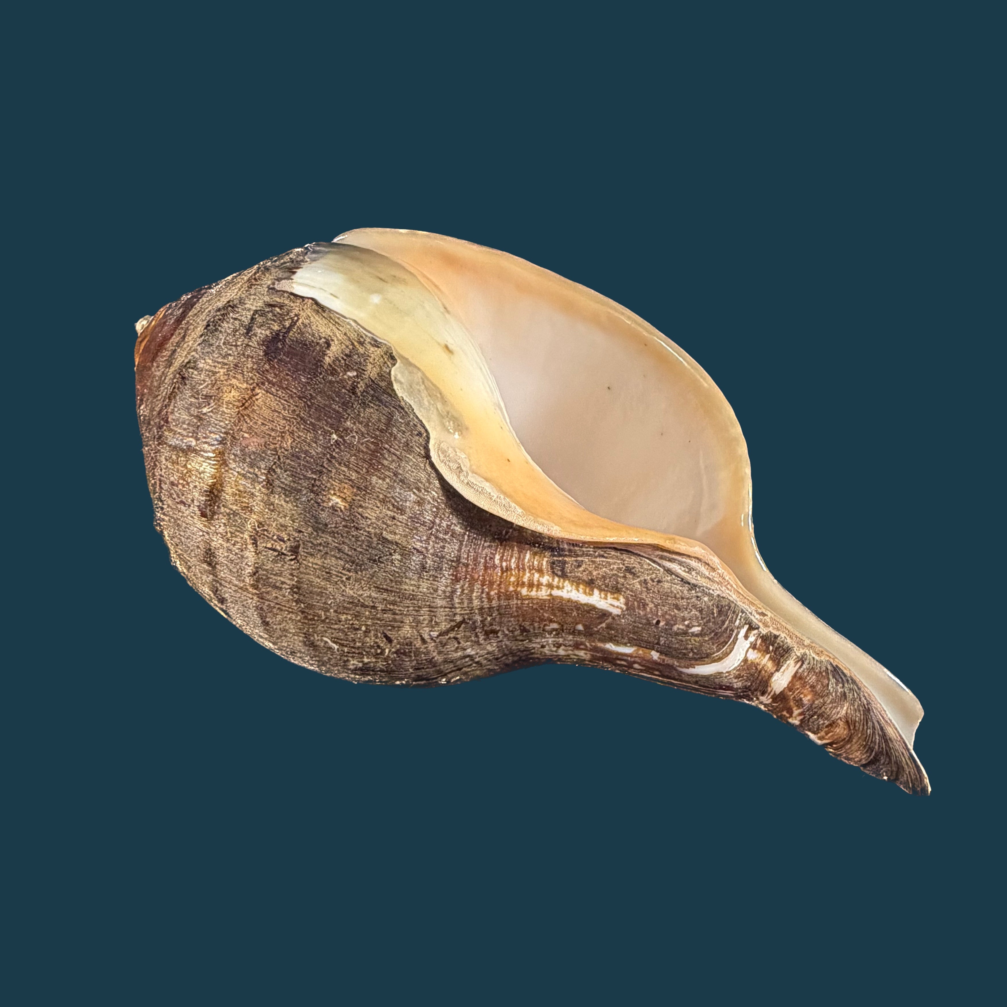 Turbinella pyrum (Linnaeus, 1767) - 223,3mm