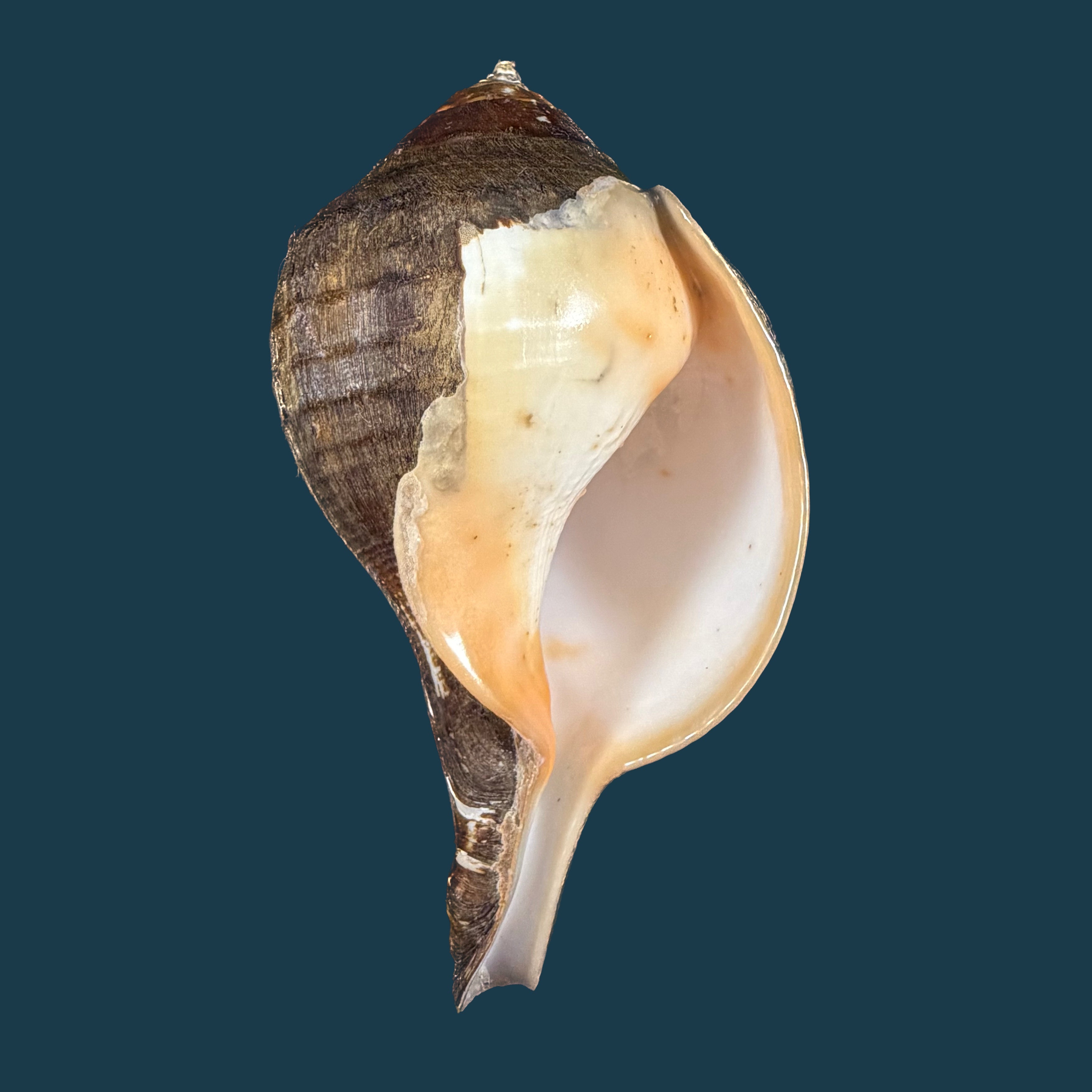Turbinella pyrum (Linnaeus, 1767) - 223,3mm
